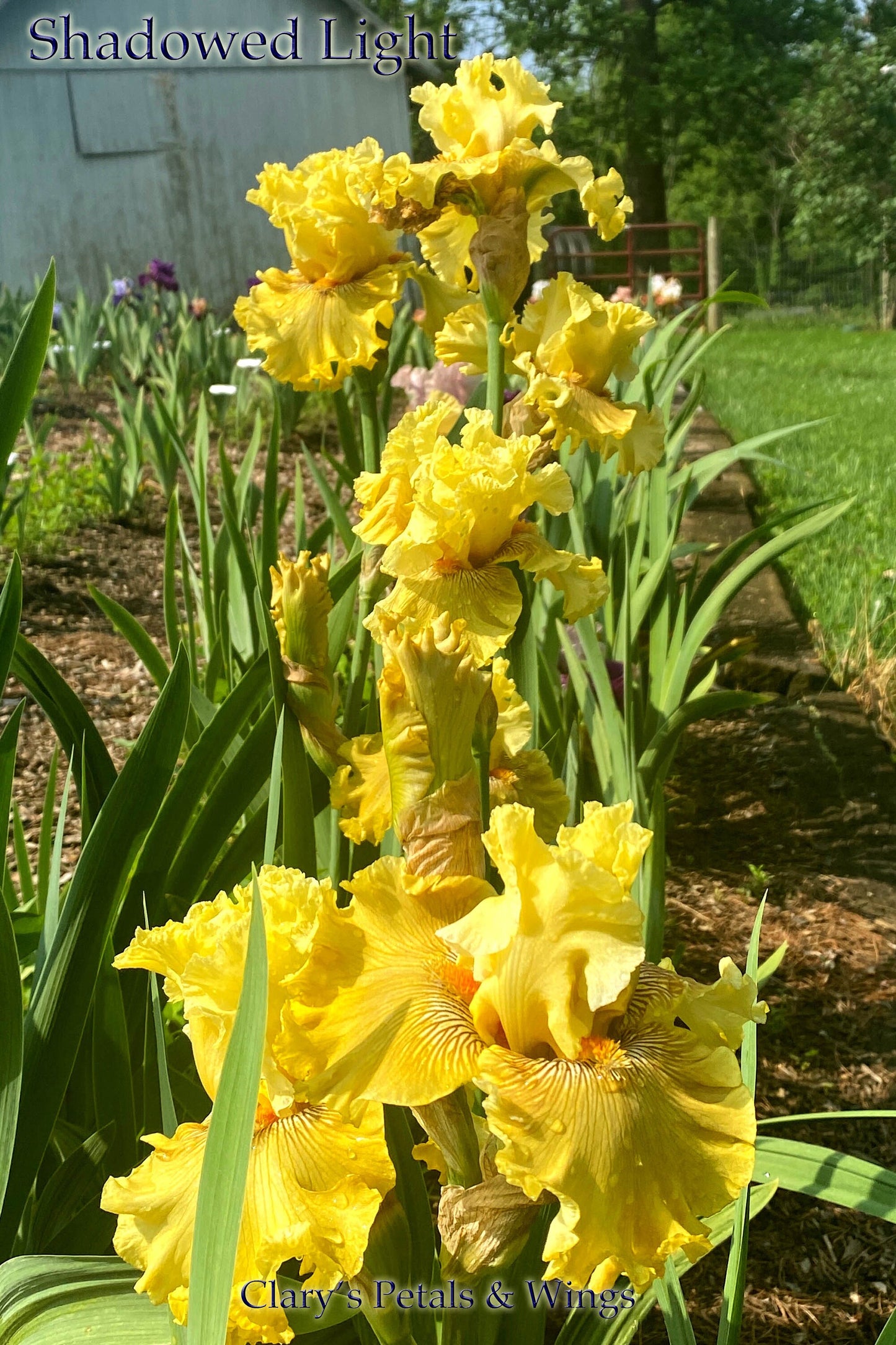 SHADOWED LIGHT - 2018 - TB