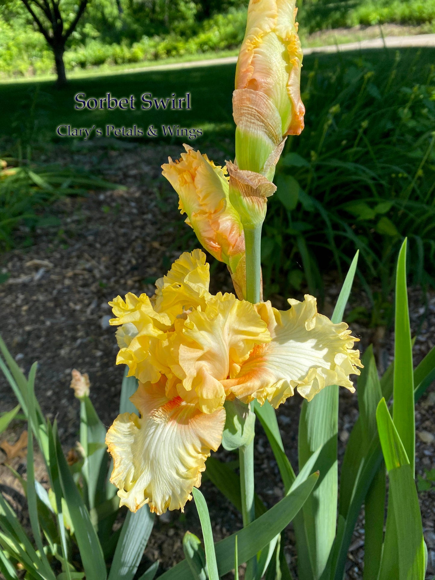 SORBET SWIRL - 2018 - BB