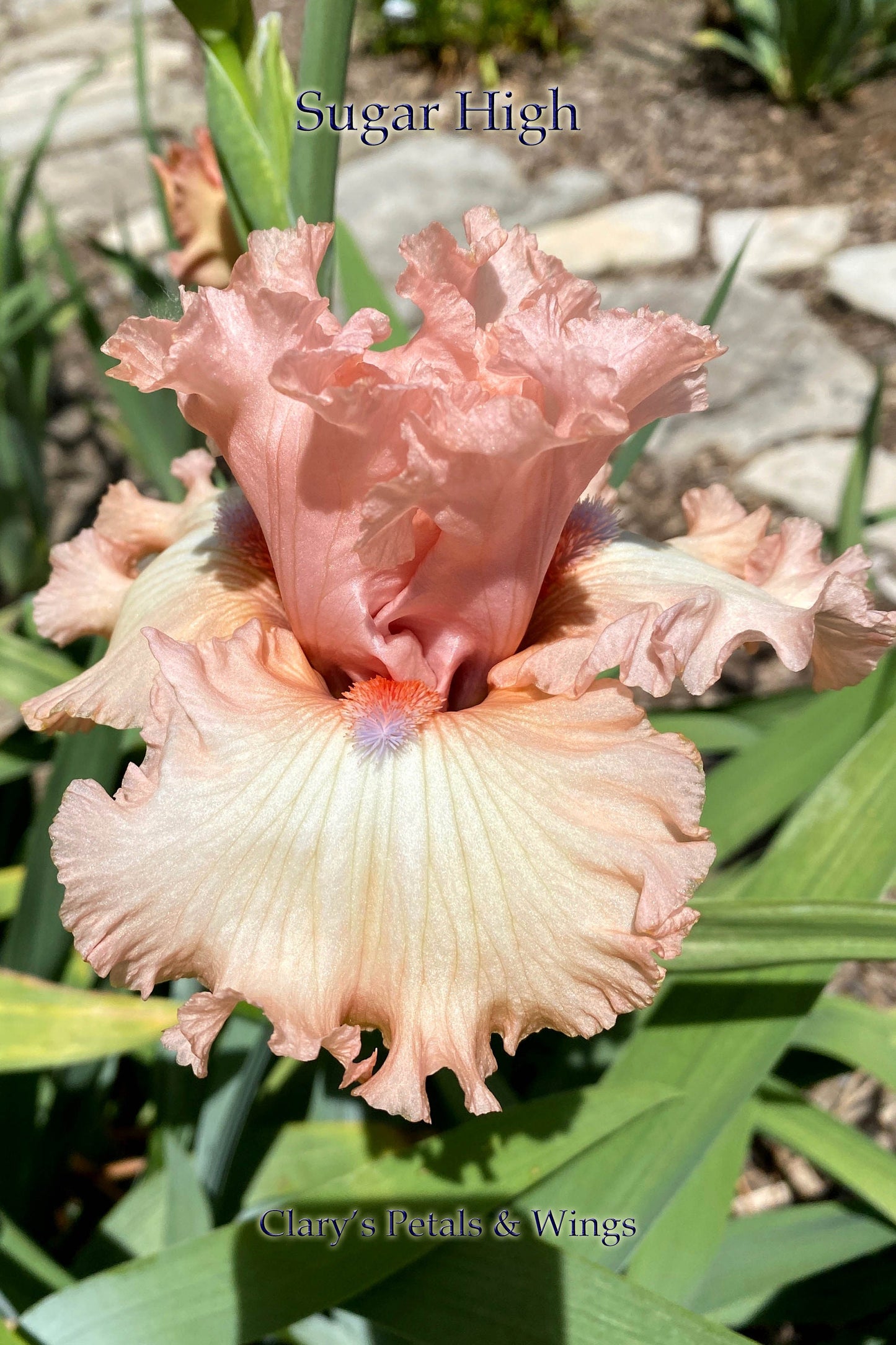 SUGAR HIGH - 2018 - TB