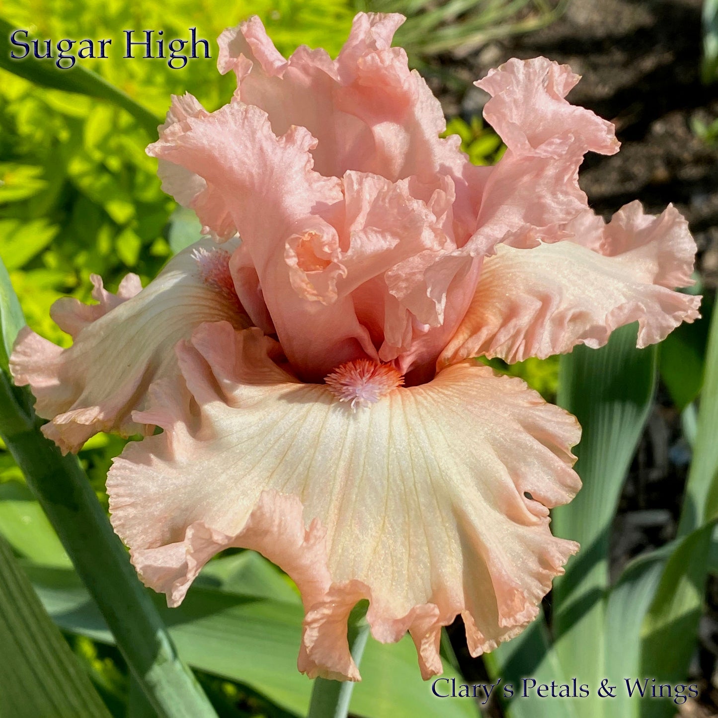 SUGAR HIGH - 2018 - TB