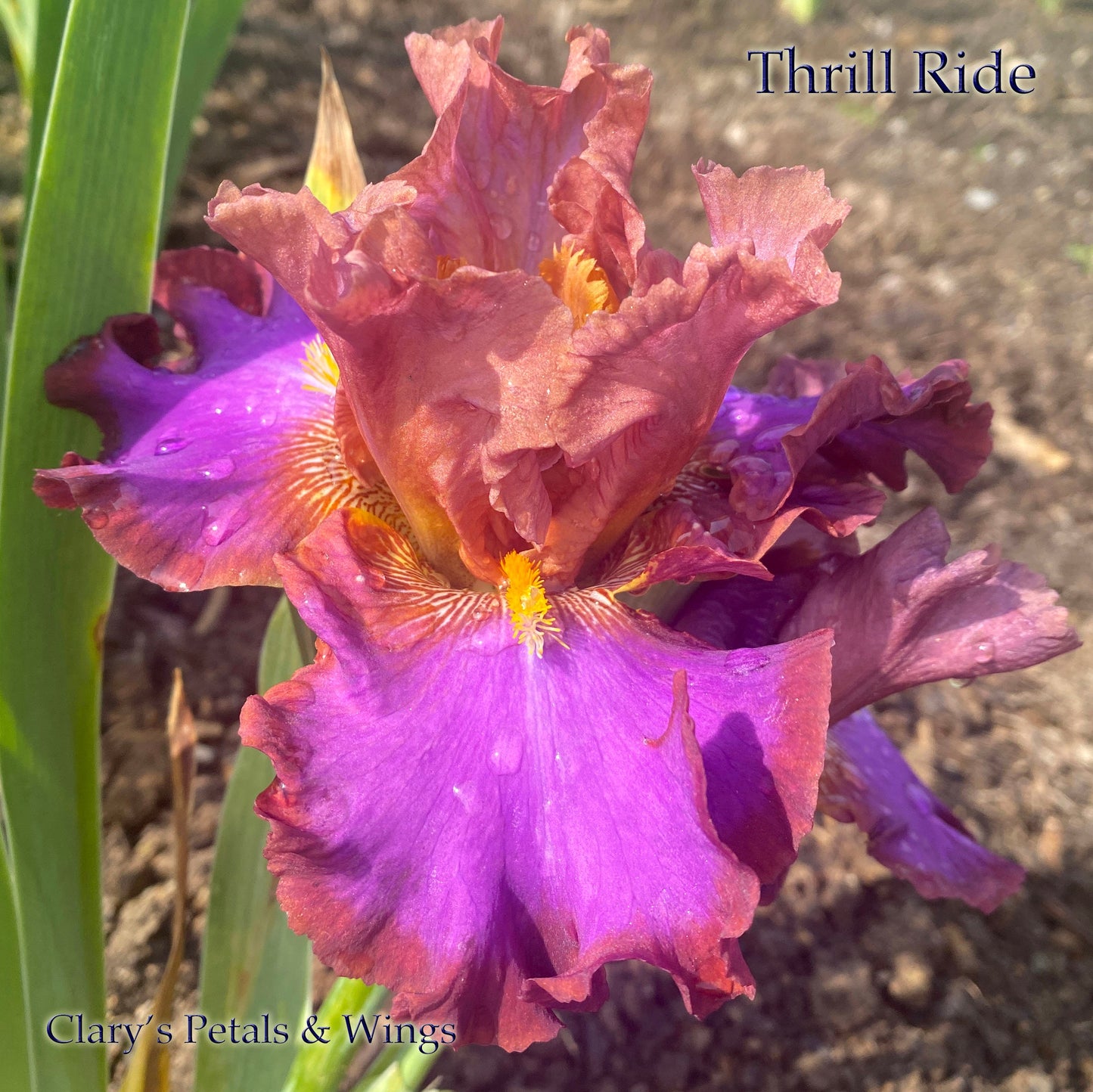 THRILL RIDE - 2015 - TB - Fragrant