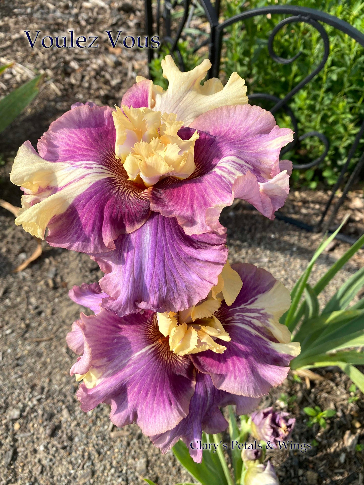 VOULEZ VOUS  - 2015 - TB - Fragrant