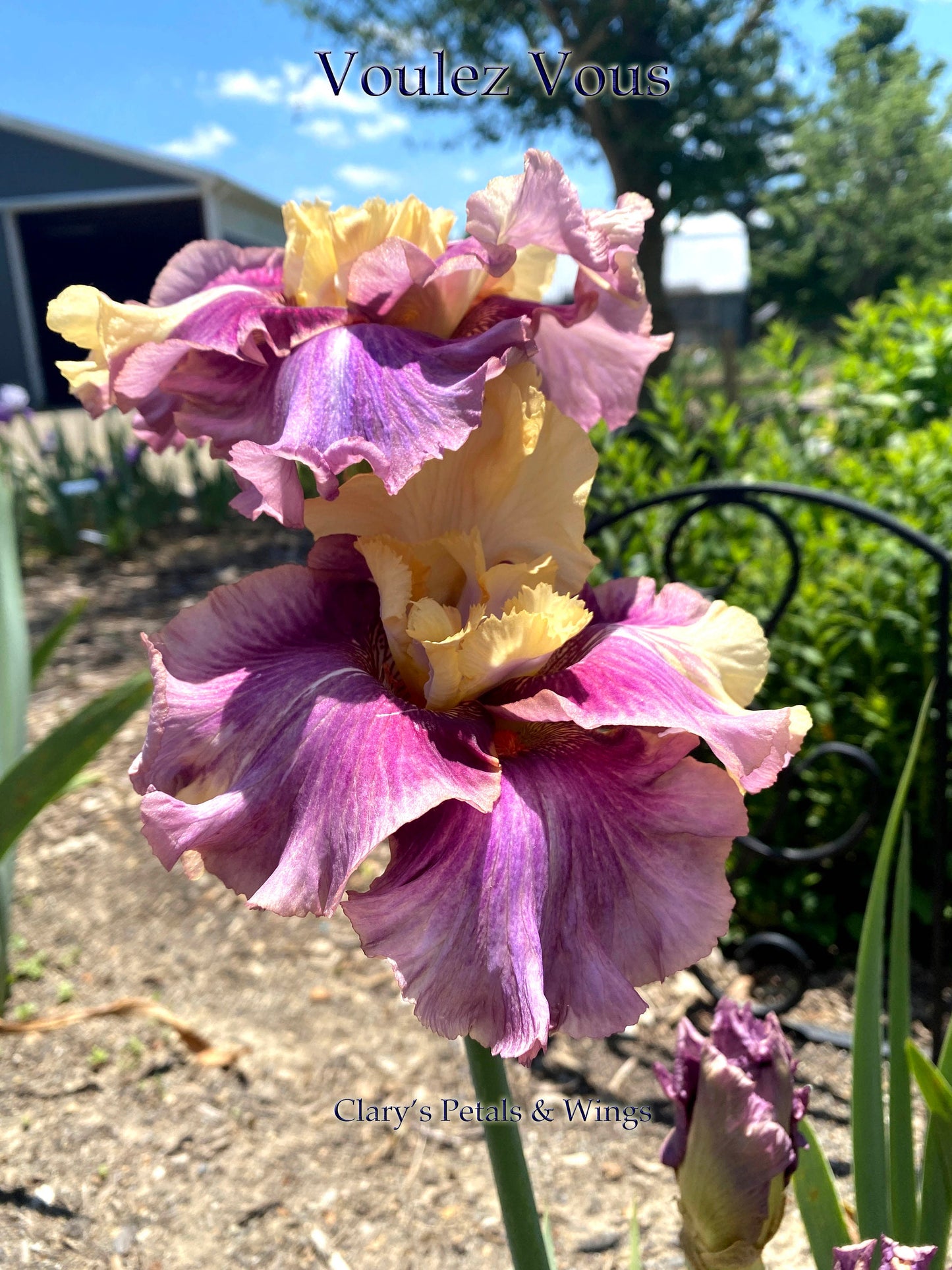 VOULEZ VOUS  - 2015 - TB - Fragrant