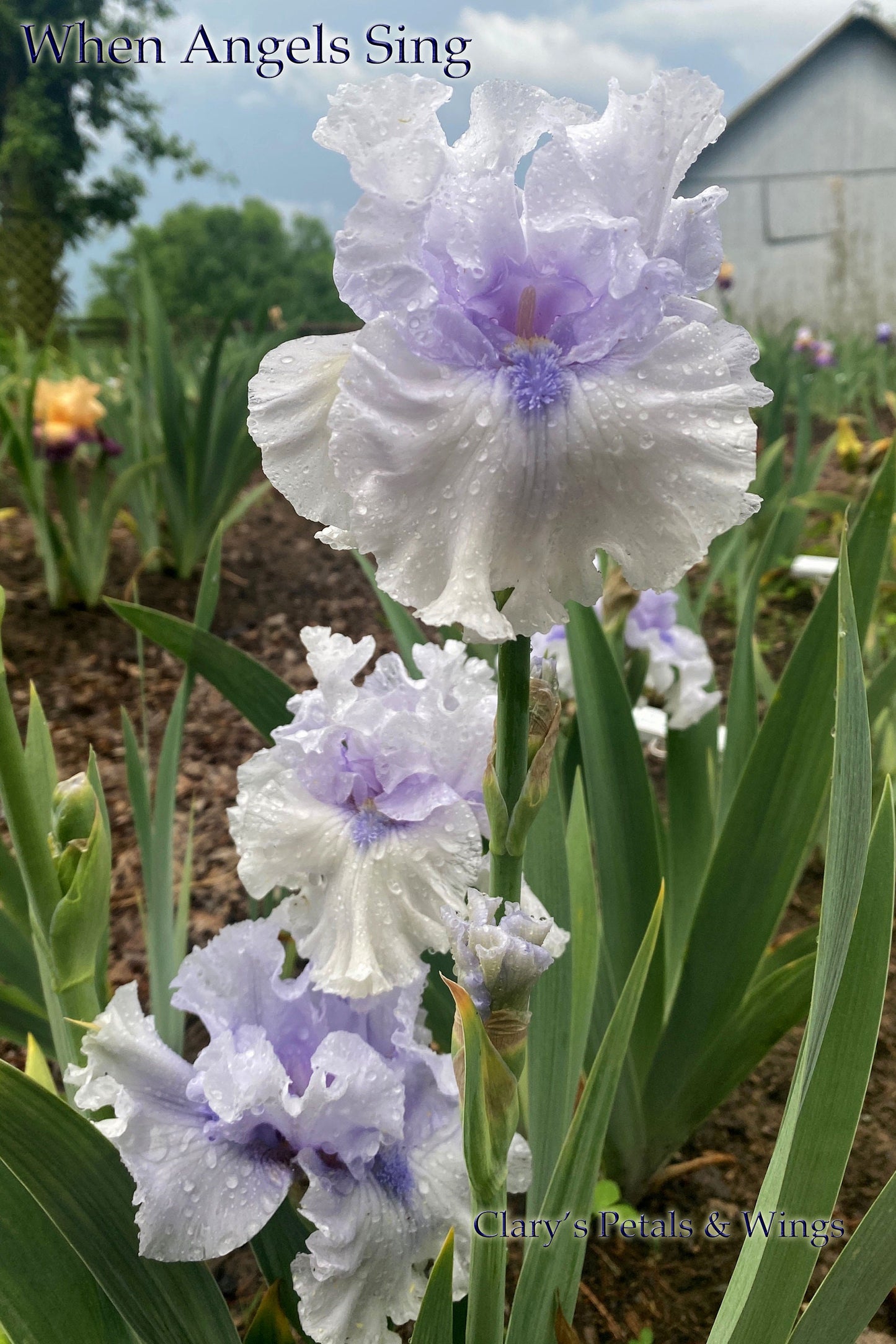 WHEN ANGELS SING - 2016 - TB - Fragrant