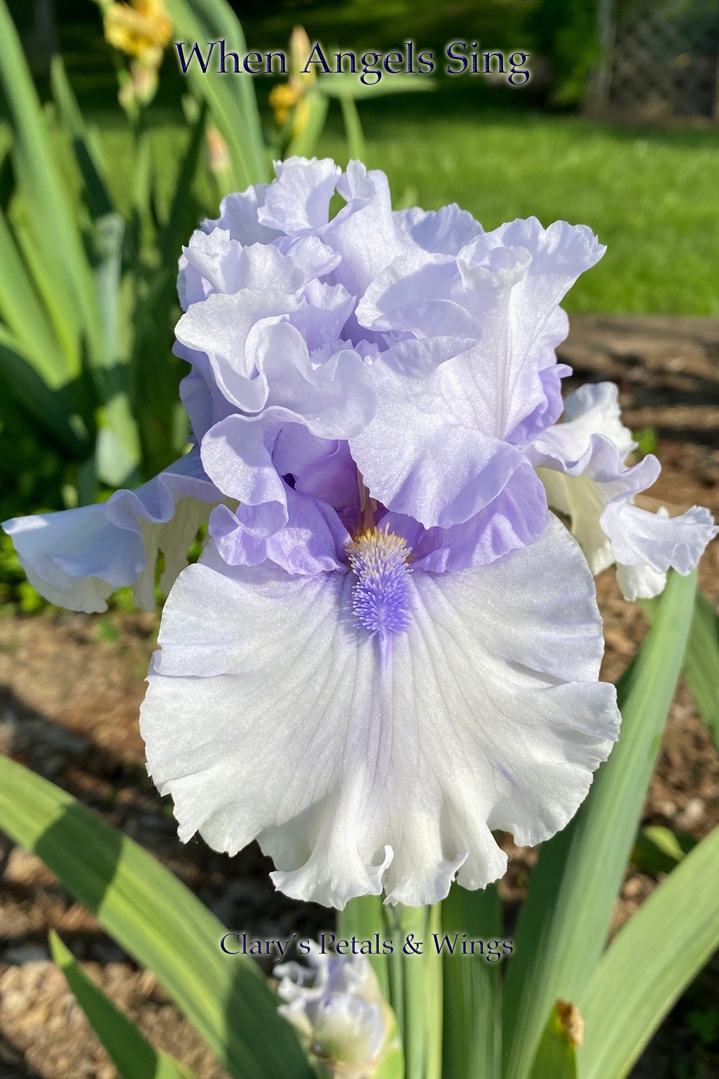 WHEN ANGELS SING - 2016 - TB - Fragrant