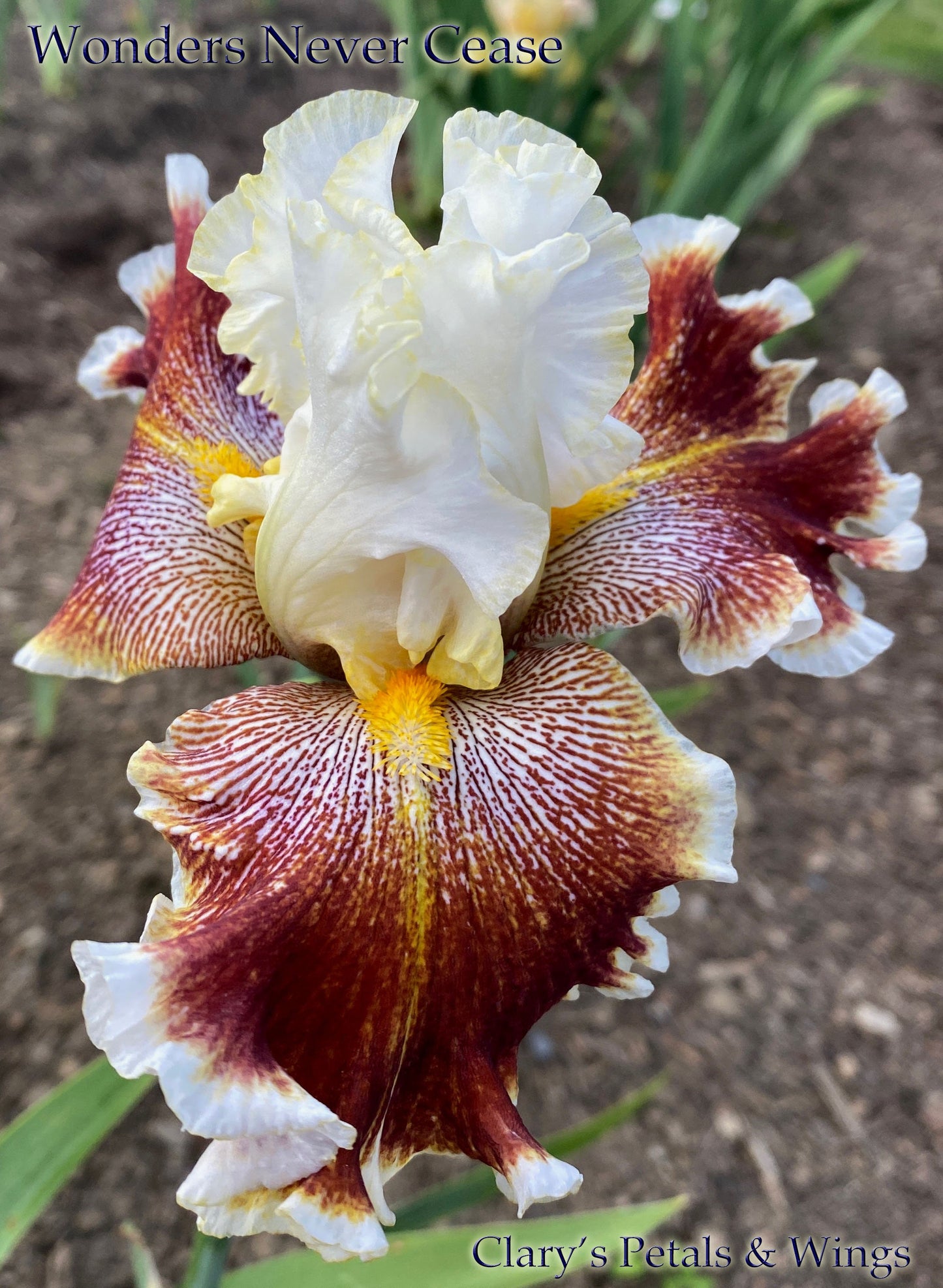 WONDERS NEVER CEASE - 2007 - TB