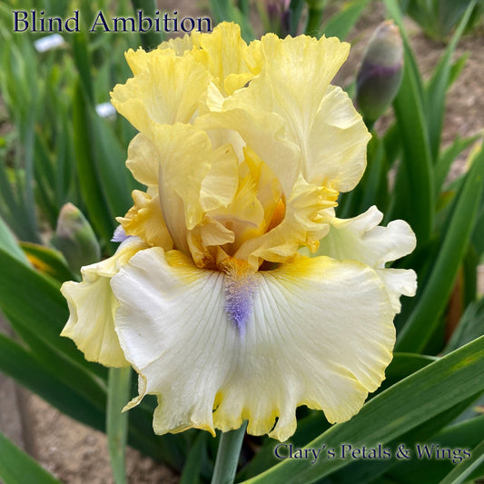 BLIND AMBITION - 2016 - TB - Fragrant