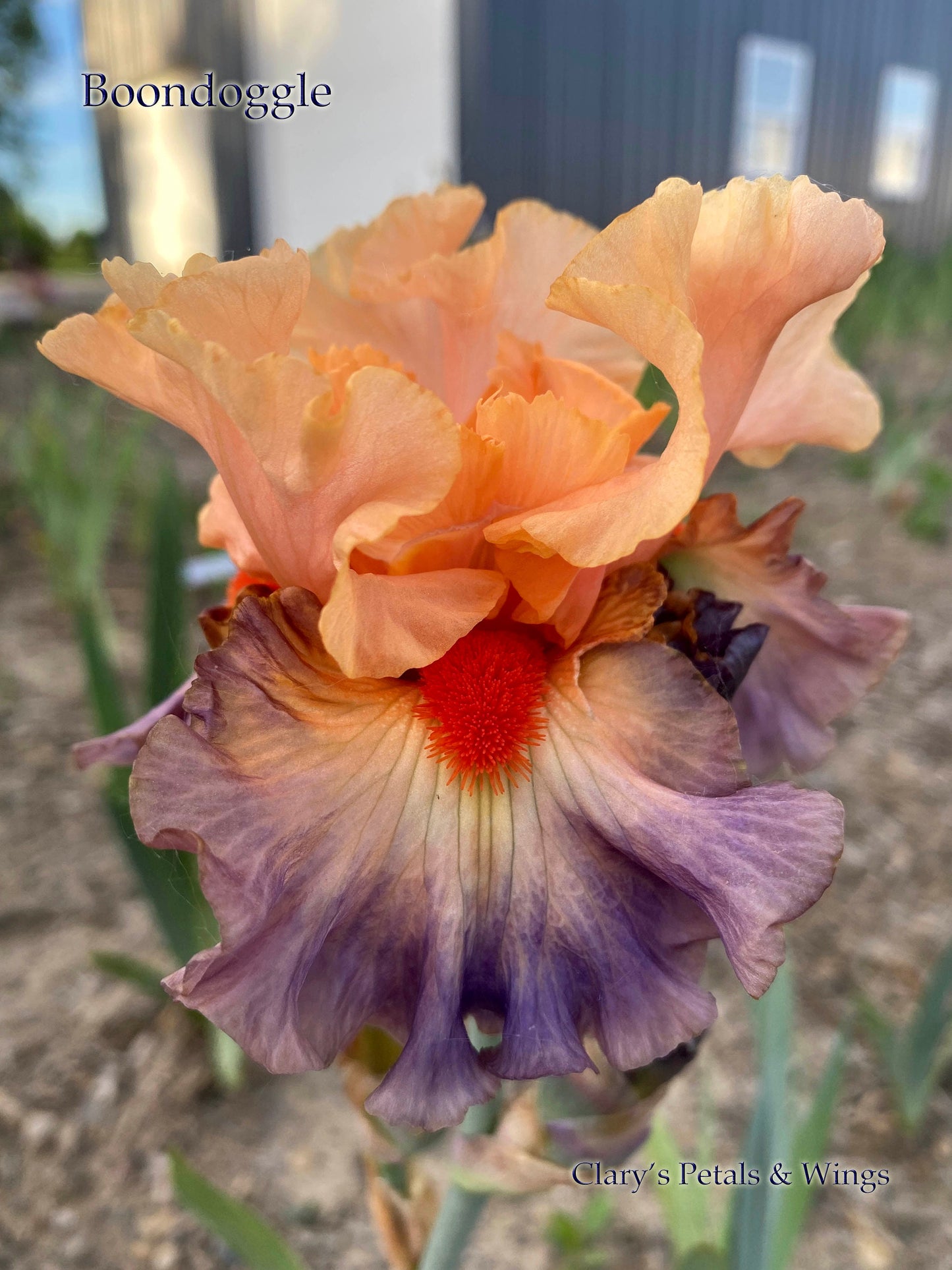 BOONDOGGLE - 2017 - BB