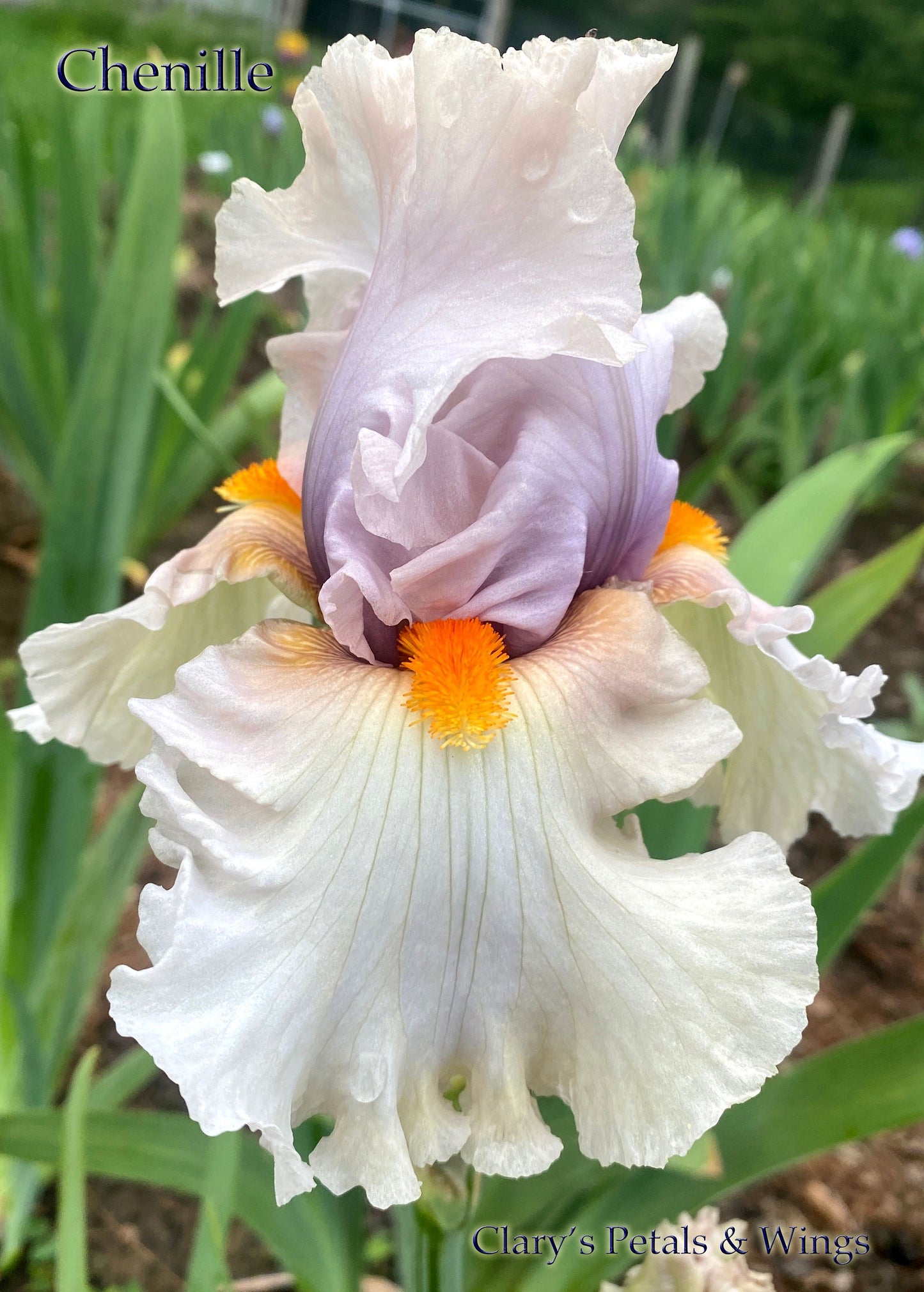 CHENILLE - 2010 - TB