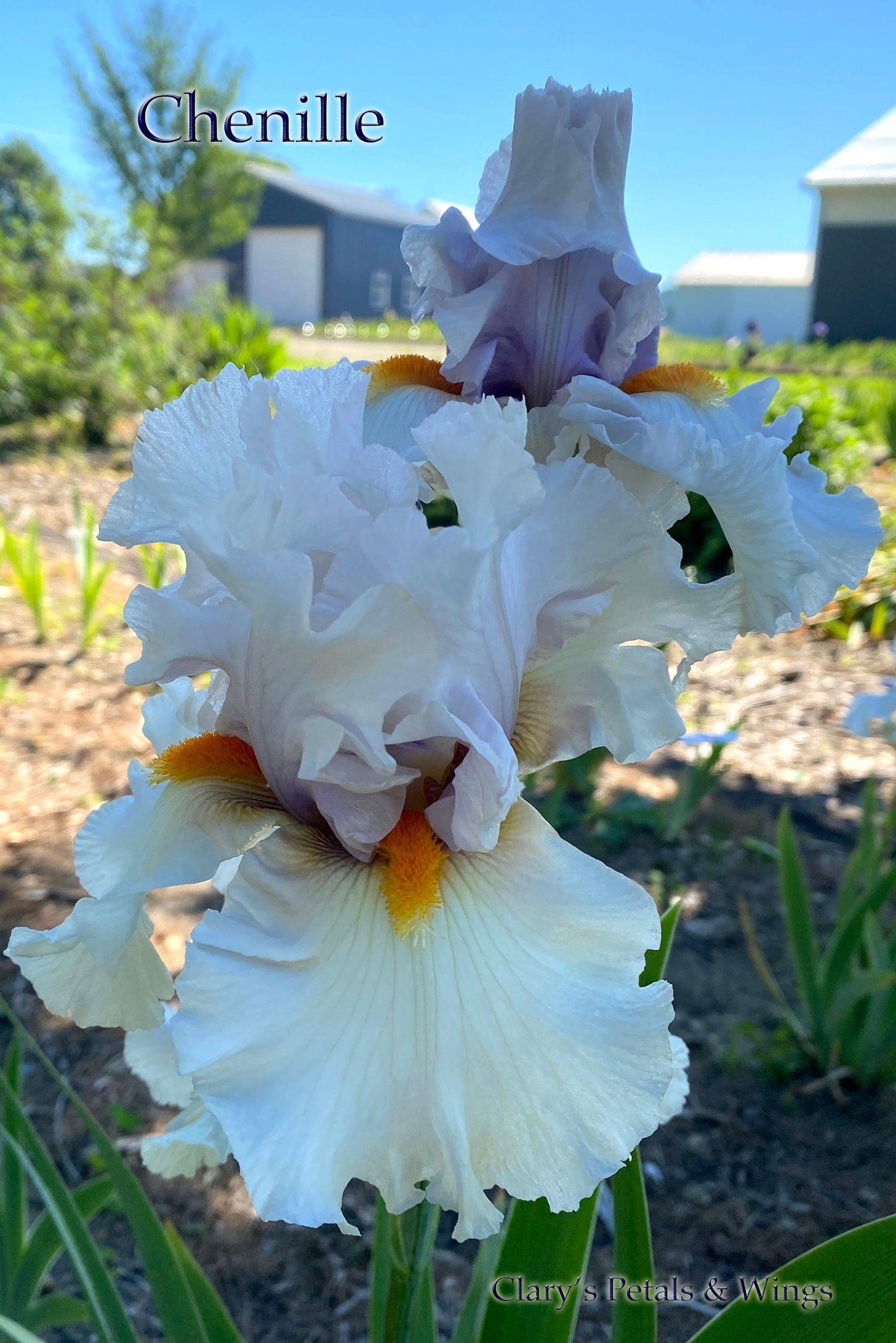 CHENILLE - 2010 - TB