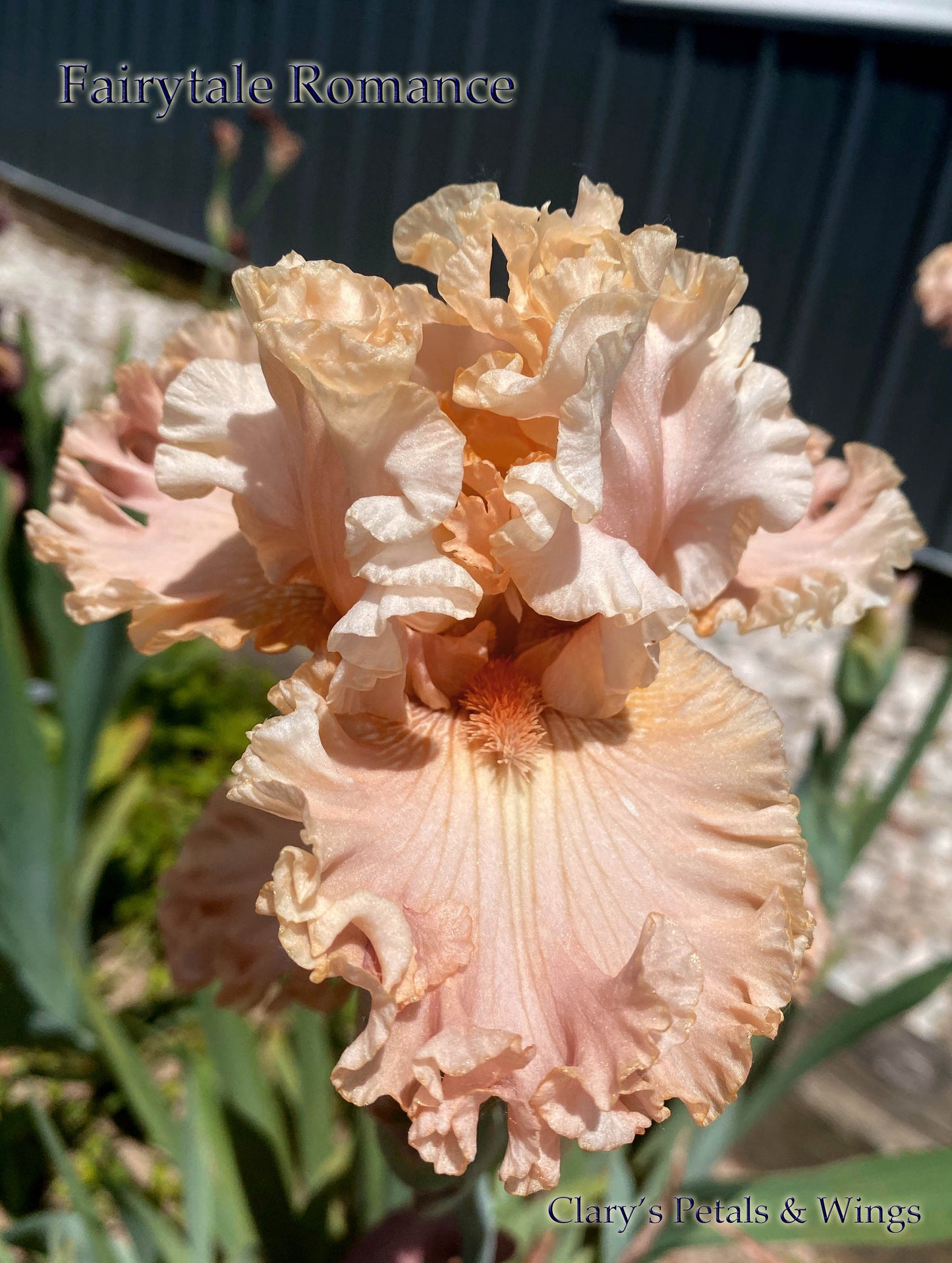 FAIRYTALE ROMANCE - 2019 - TB