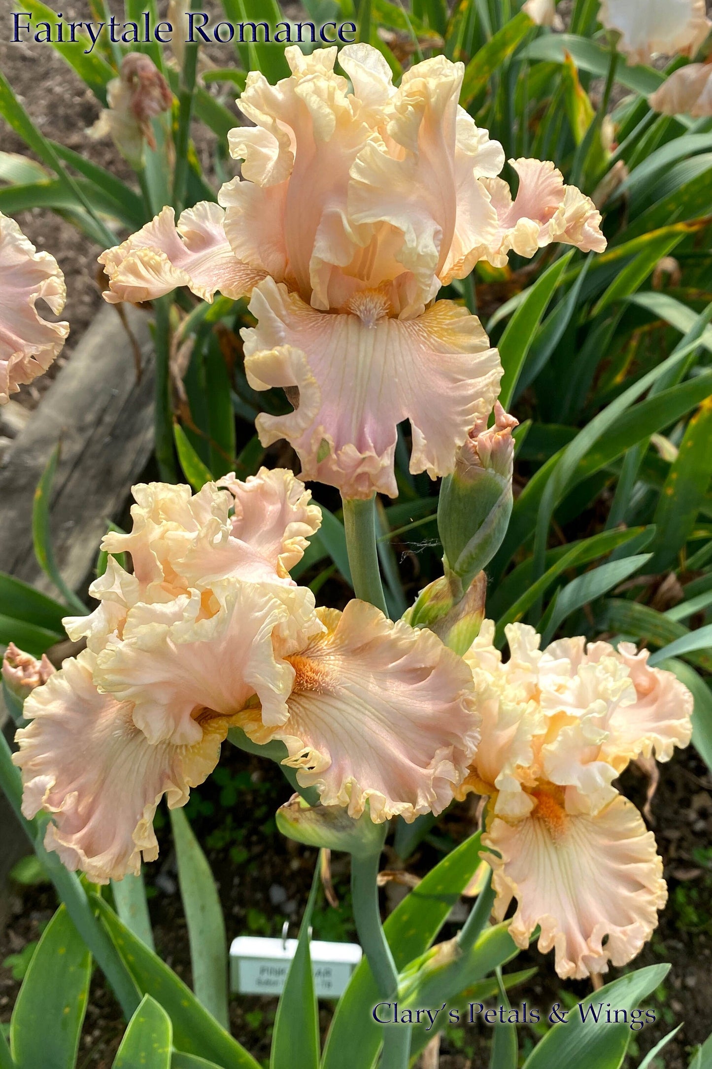 FAIRYTALE ROMANCE - 2019 - TB