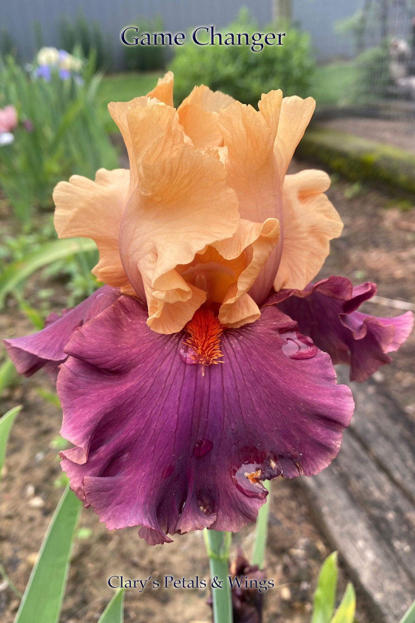 GAME CHANGER - 2018 TB