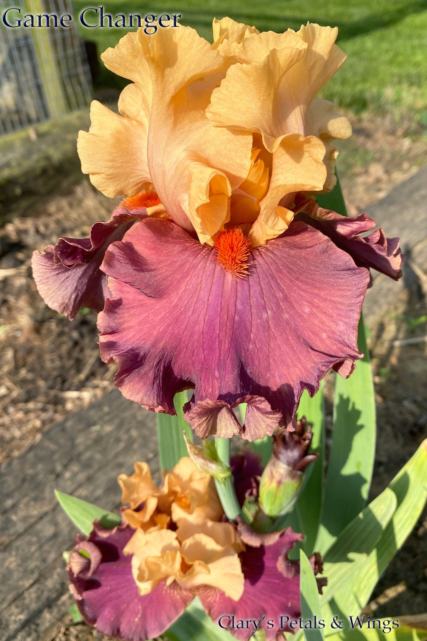 GAME CHANGER - 2018 TB