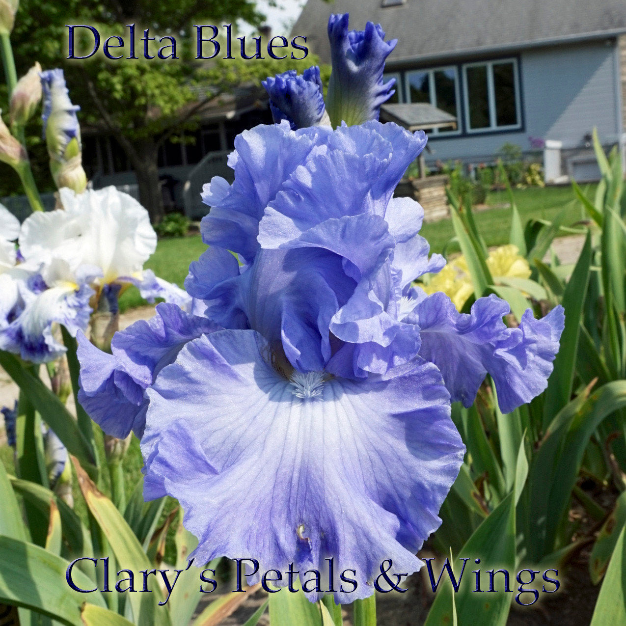 DELTA BLUES - 1994 - TB