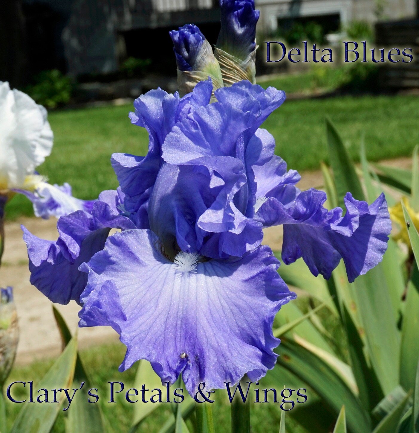 DELTA BLUES - 1994 - TB