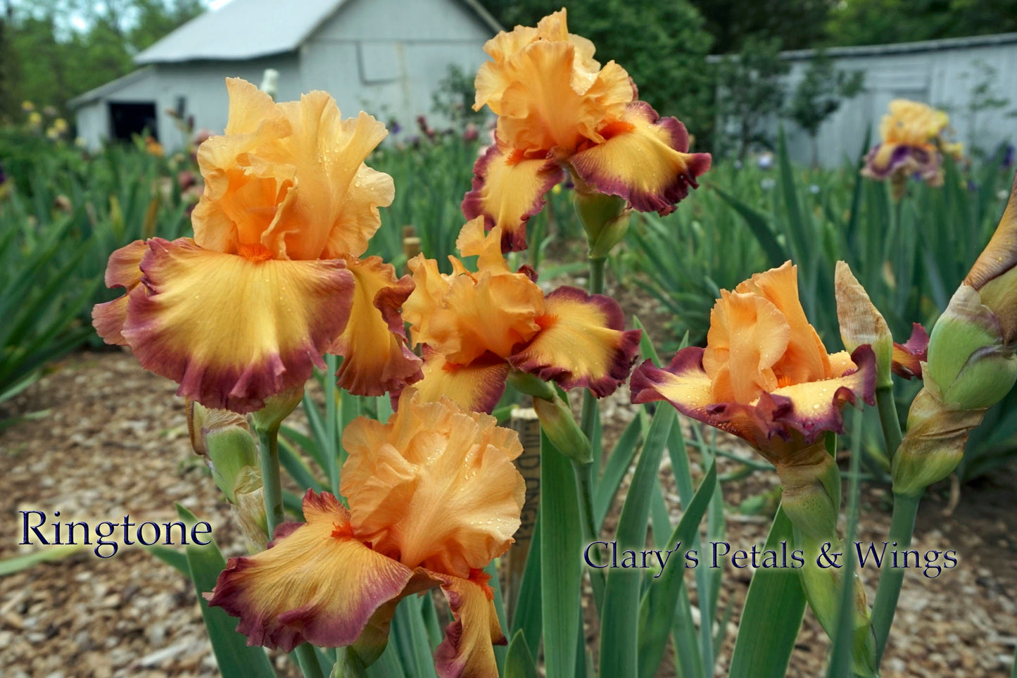 RINGTONE - 2011 - TB