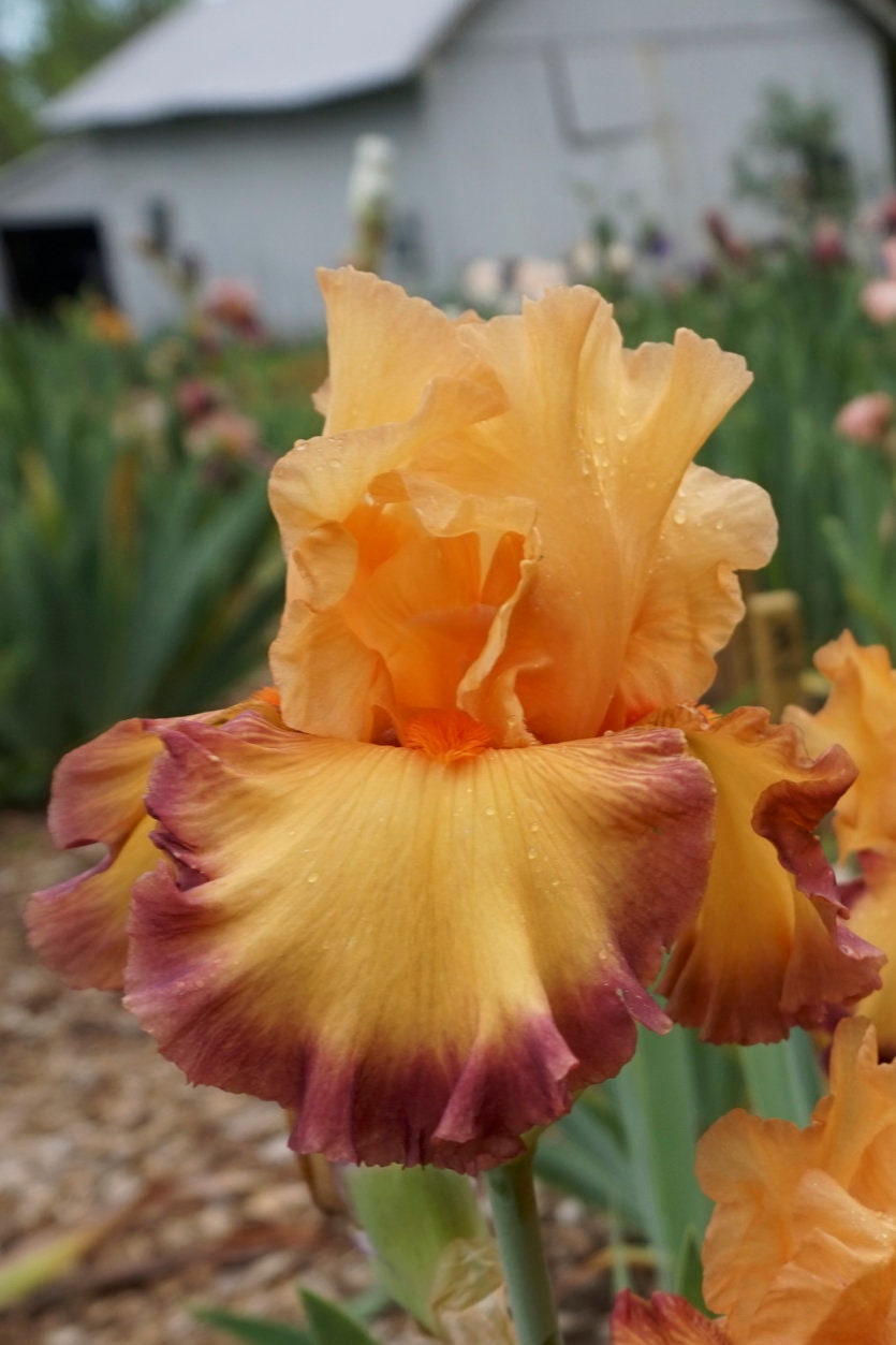 RINGTONE - 2011 - TB