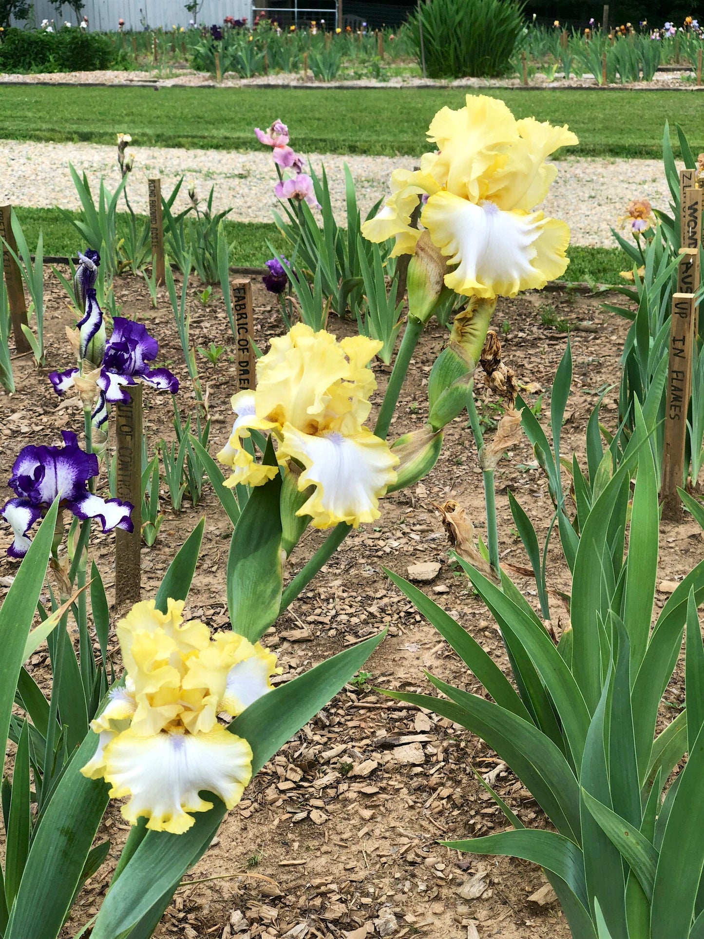 SUNNY SLOPE - 2014 -TB - Fragrant