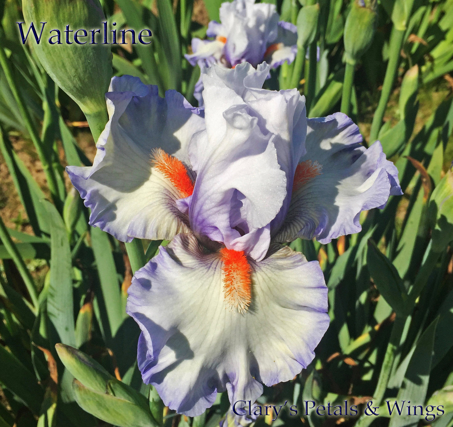 WATERLINE - 2012 - TB - Reblooming