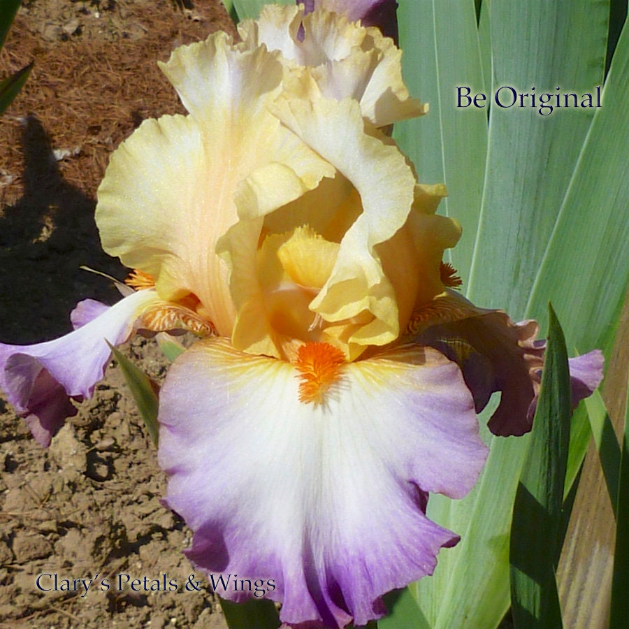 BE ORIGINAL - 2009 - TB - Fragrant