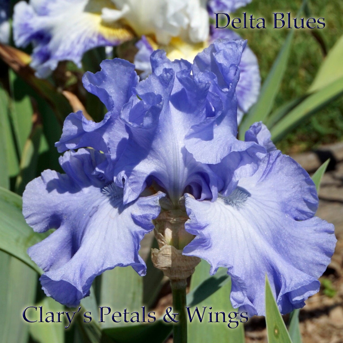 DELTA BLUES - 1994 - TB