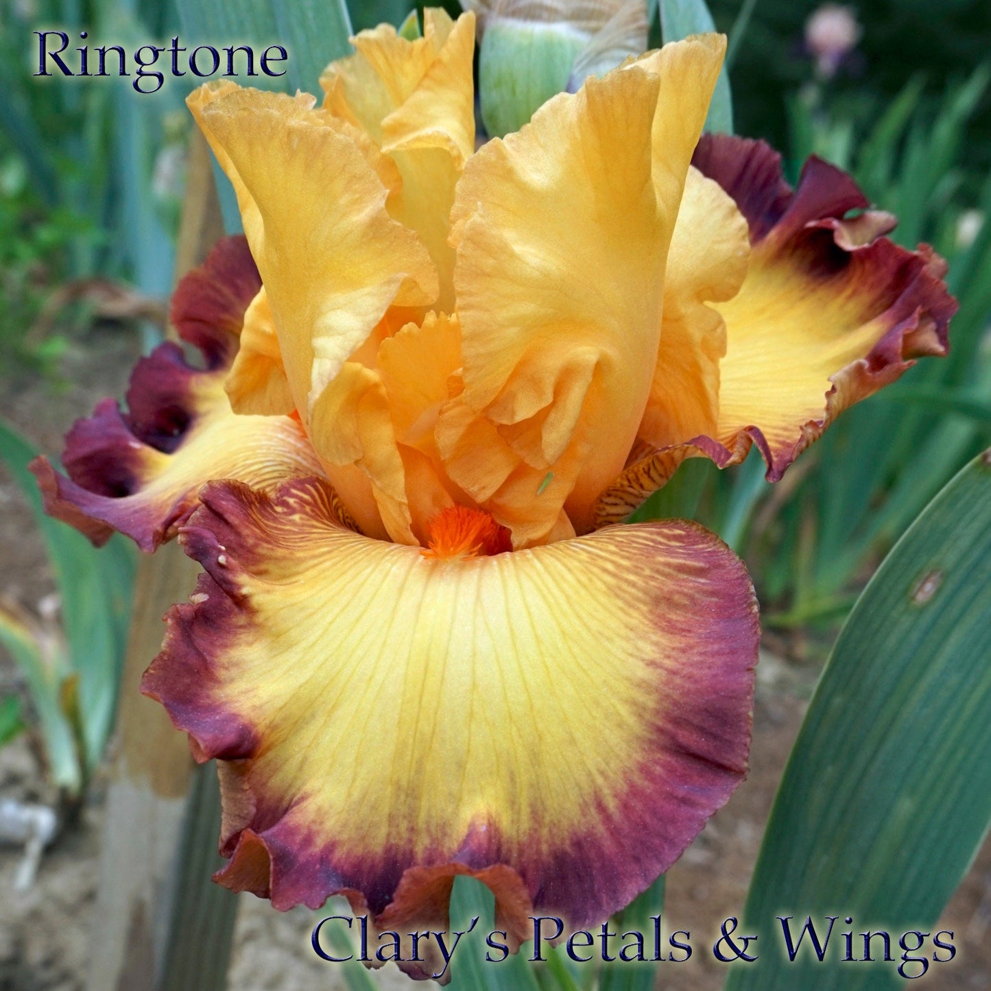 RINGTONE - 2011 - TB