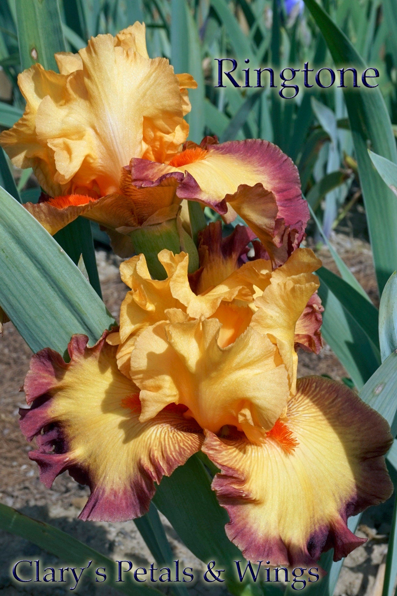 RINGTONE - 2011 - TB