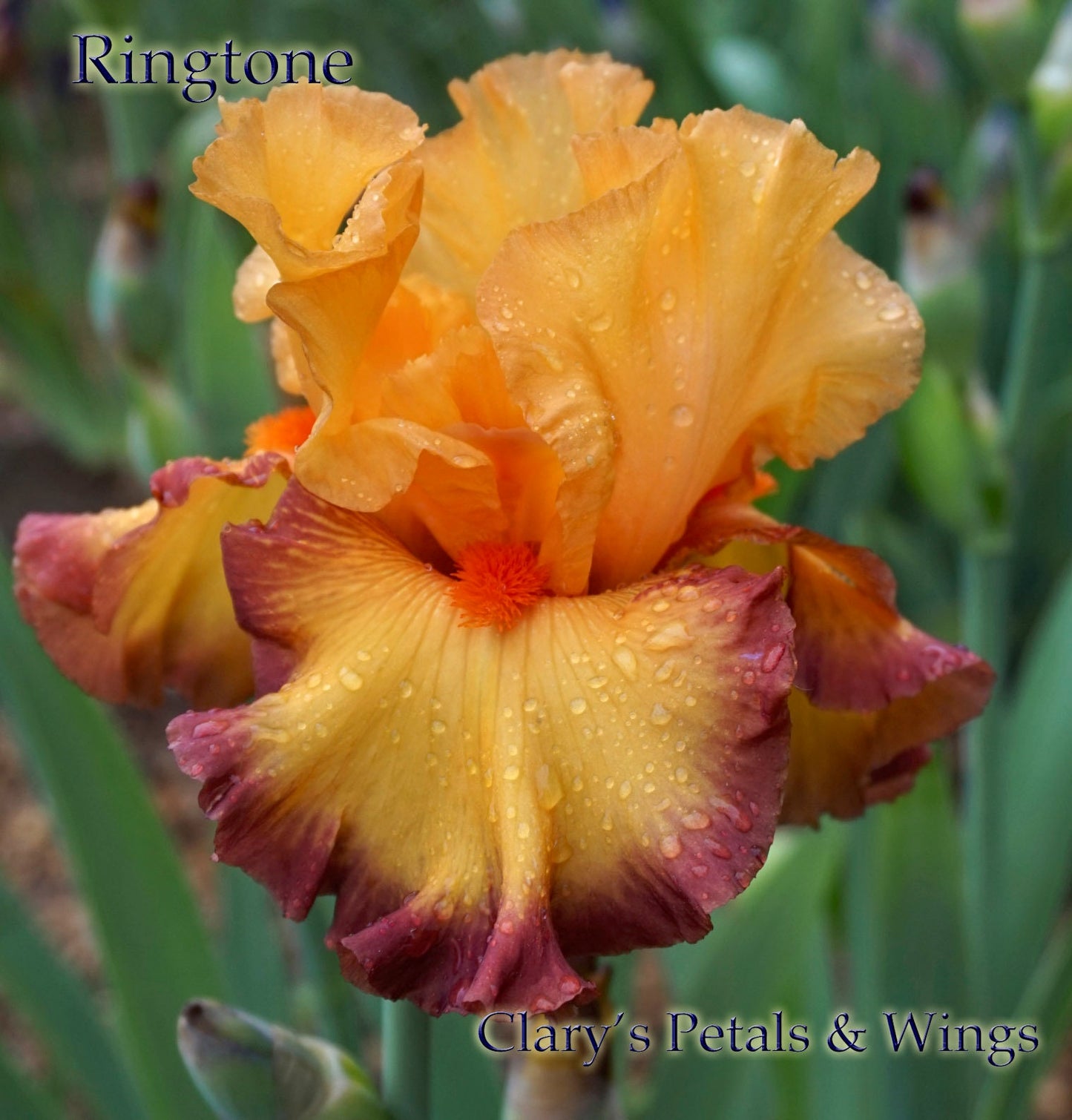 RINGTONE - 2011 - TB