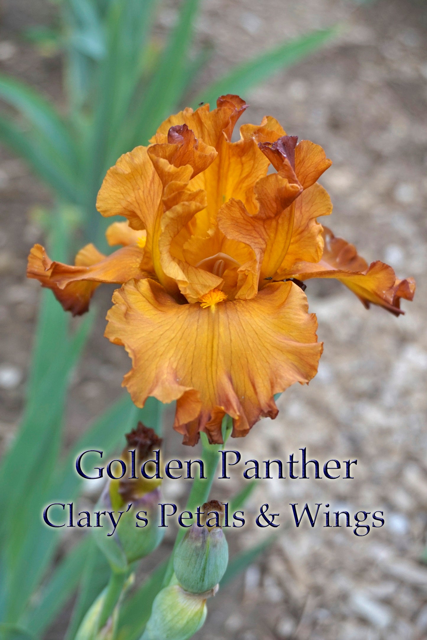 GOLDEN PANTHER-2000-TB