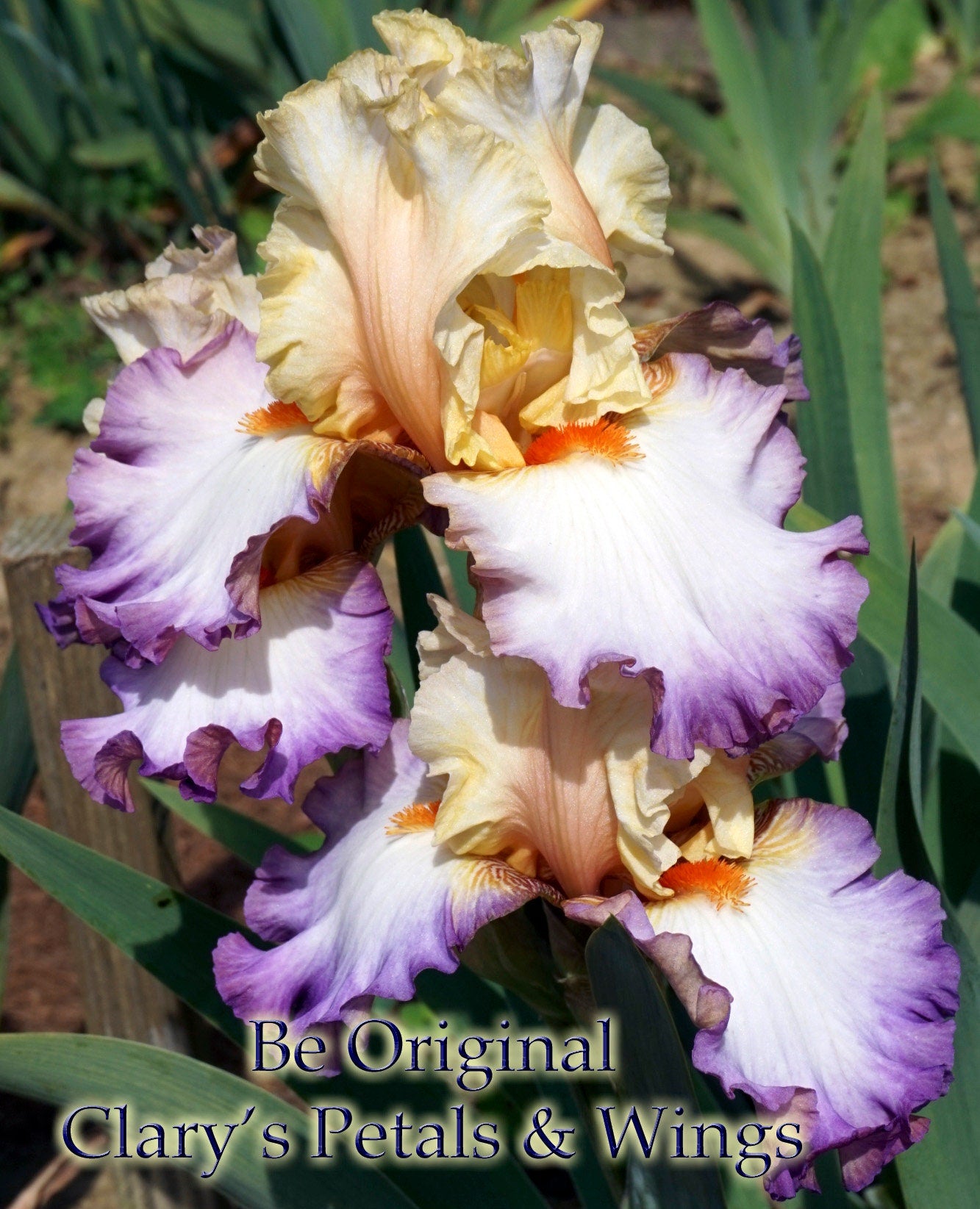BE ORIGINAL - 2009 - TB - Fragrant
