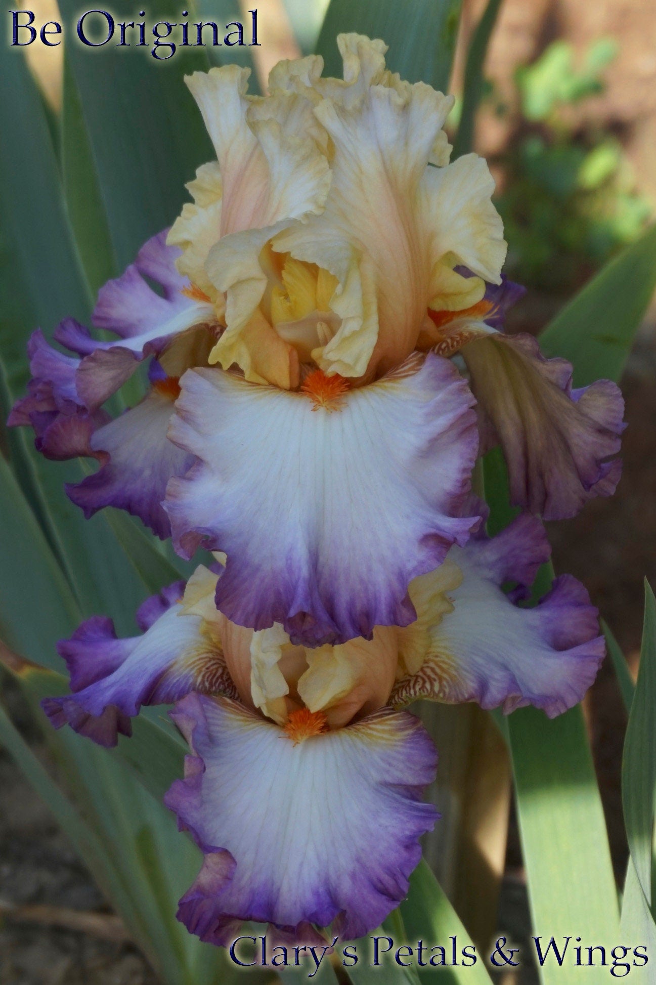 BE ORIGINAL - 2009 - TB - Fragrant