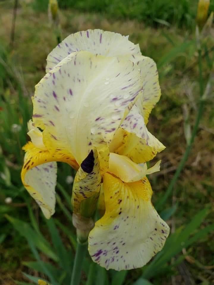 MINNESOTA MIXED UP KID 2003-BB-Fragrant