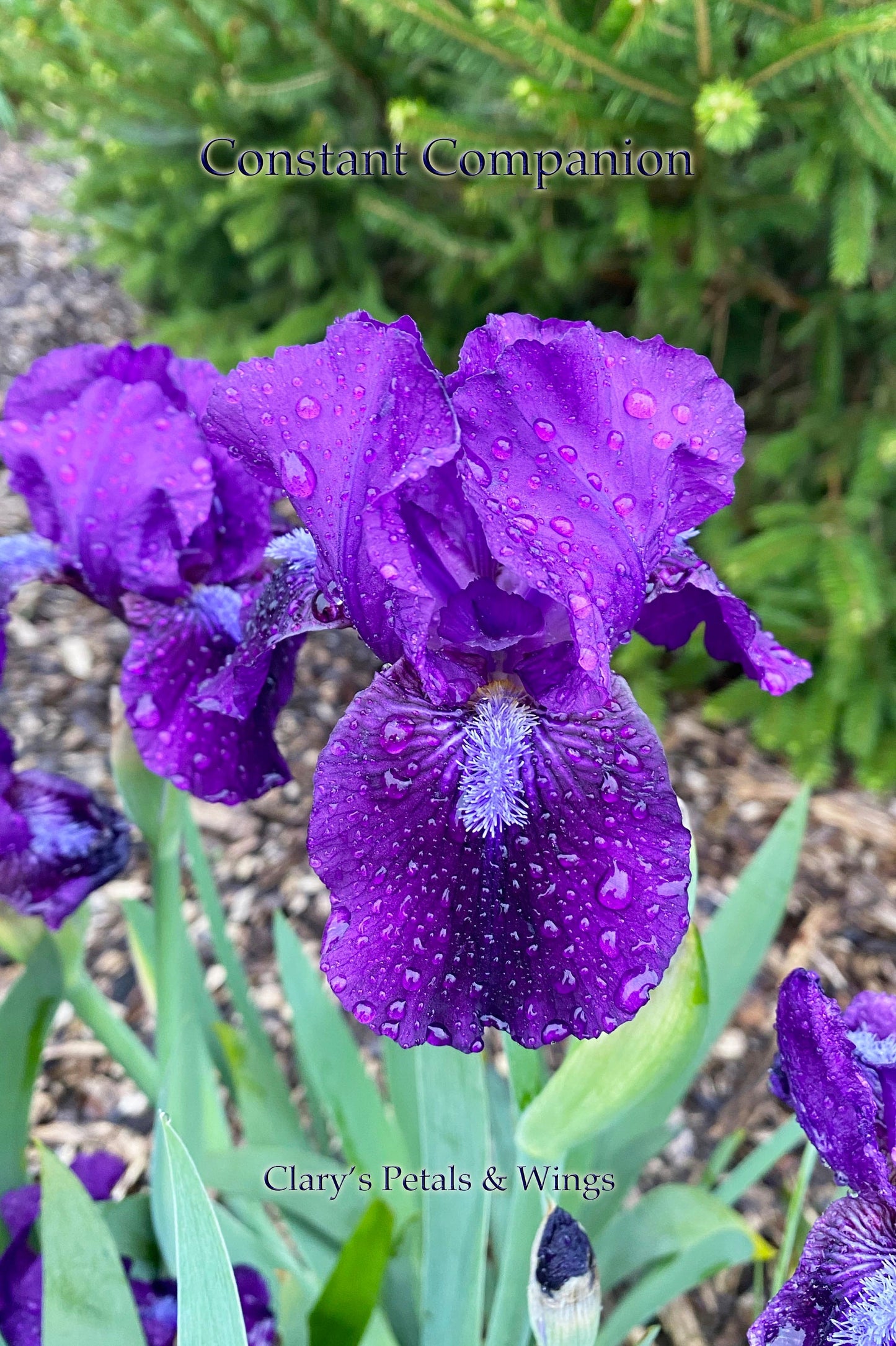 CONSTANT COMPANION - 1995 - IB - REBLOOMING