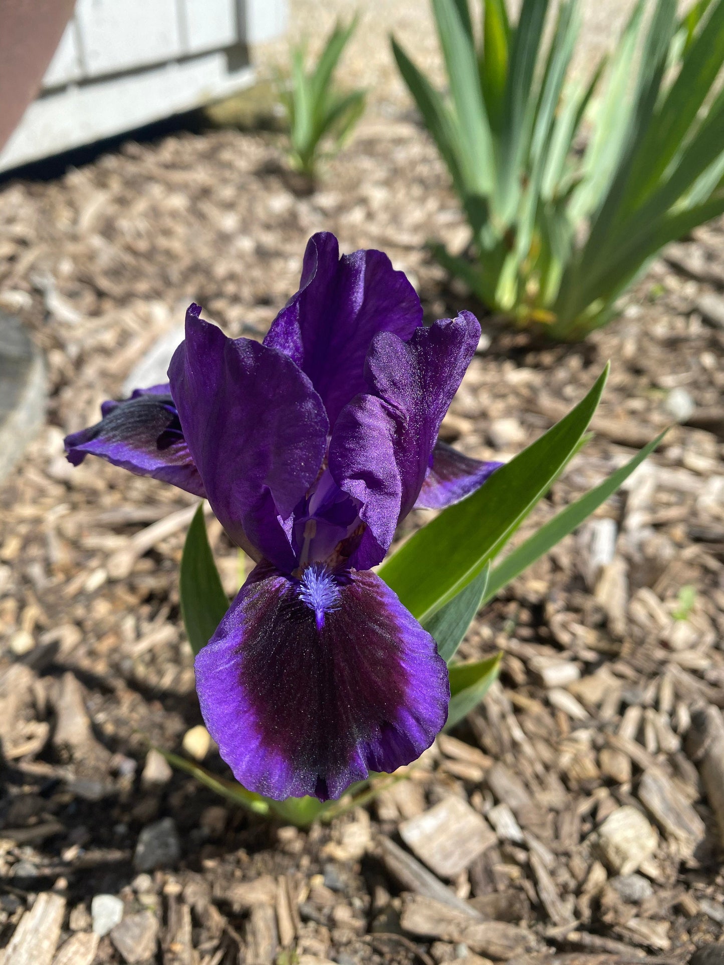 VELVET ECHO - 2004 - SDB - Reblooming & Fragrant