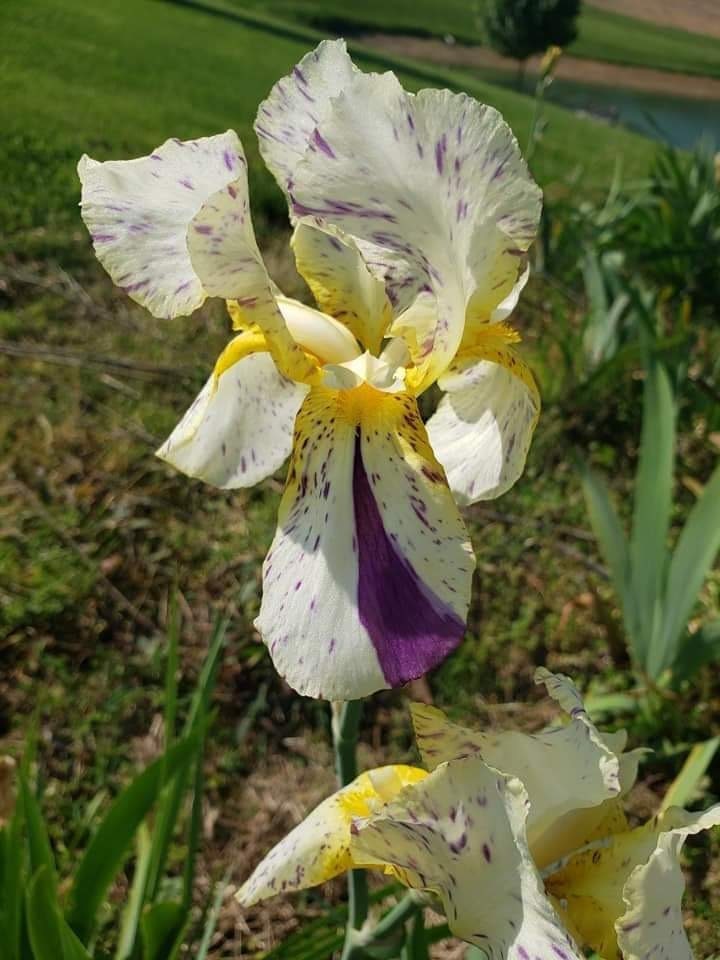 MINNESOTA MIXED UP KID 2003-BB-Fragrant