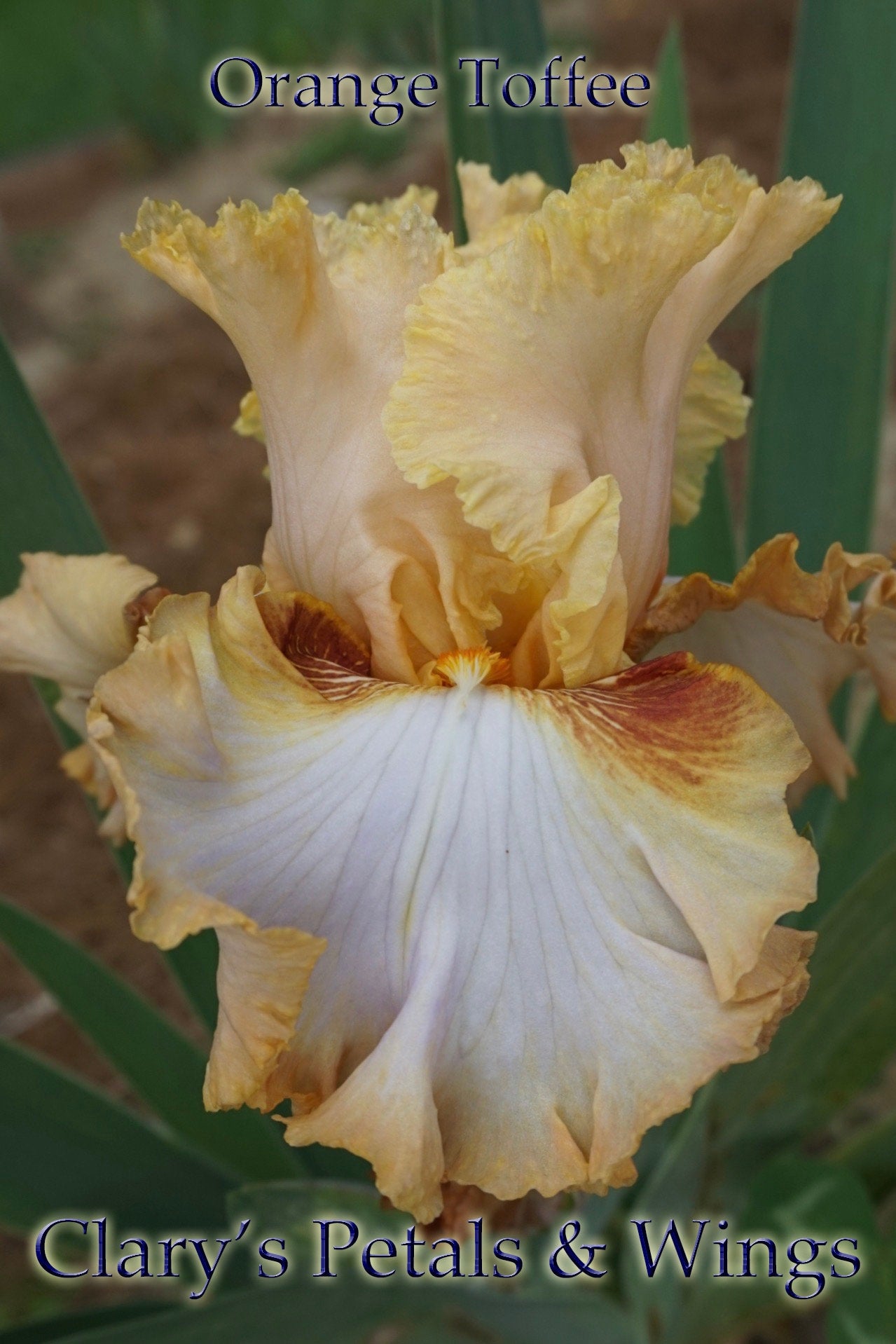 ORANGE TOFFEE 2011 TB- Reblooming