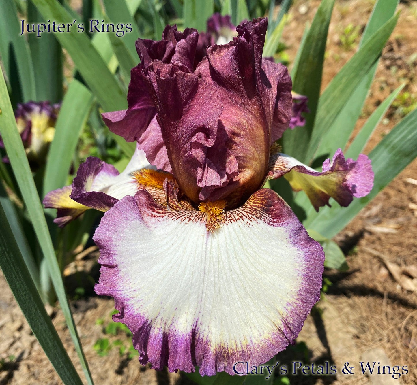 JUPITER’S RINGS -2016 TB