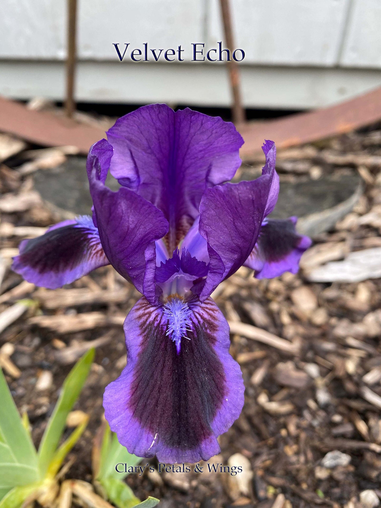 VELVET ECHO - 2004 - SDB - Reblooming & Fragrant