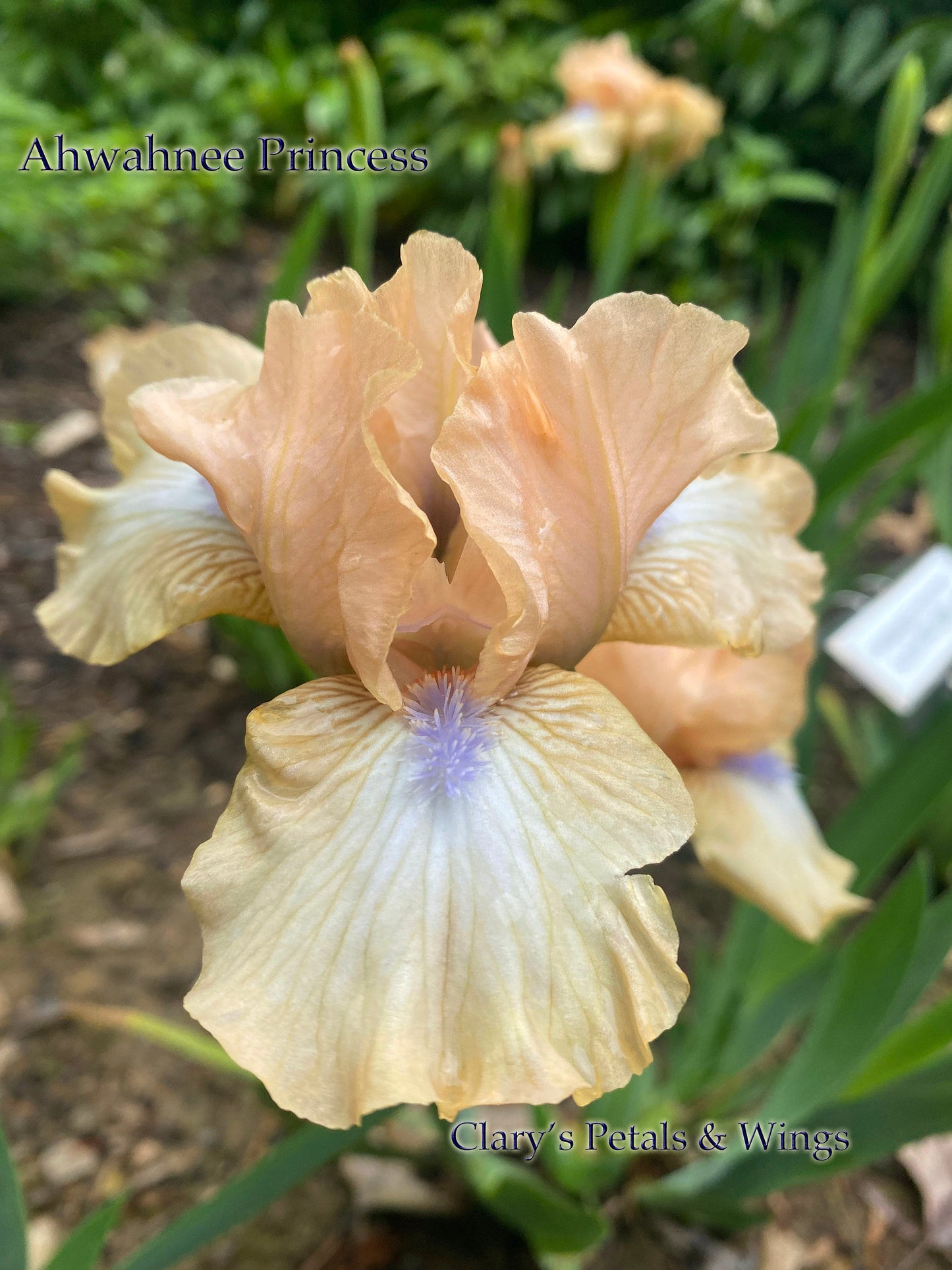 AHWAHNEE PRINCESS - 2004 - SDB - Reblooming & Fragrant