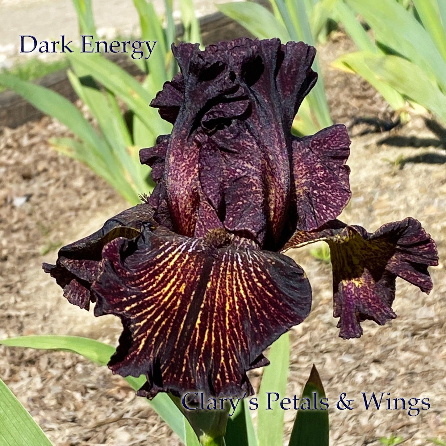 DARK ENERGY - 2016 - TB