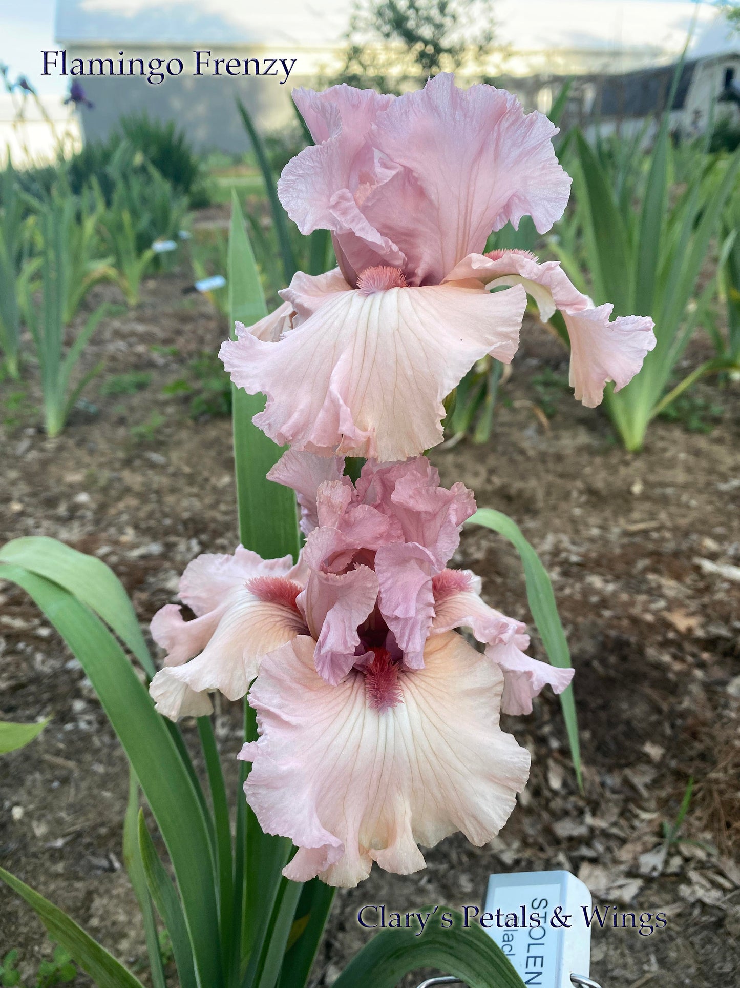 FLAMINGO FRENZY - 2012 - TB