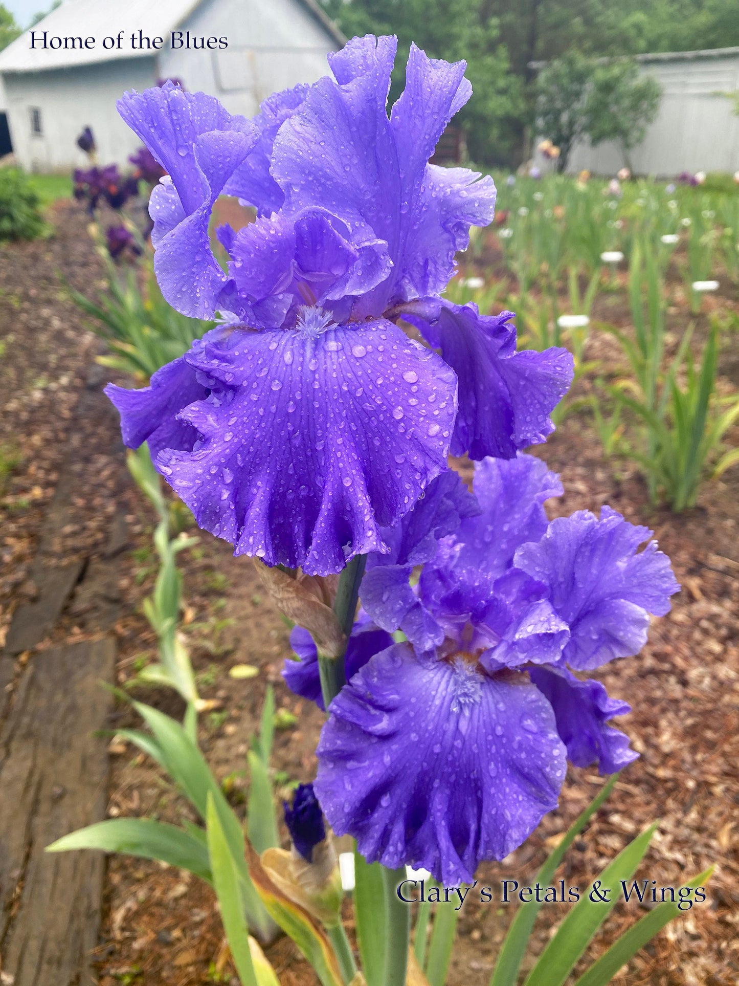 HOME OF THE BLUES-2019 TB-Fragrant