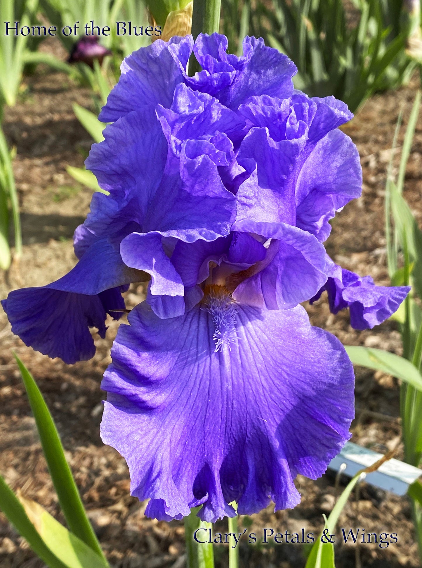 HOME OF THE BLUES-2019 TB-Fragrant