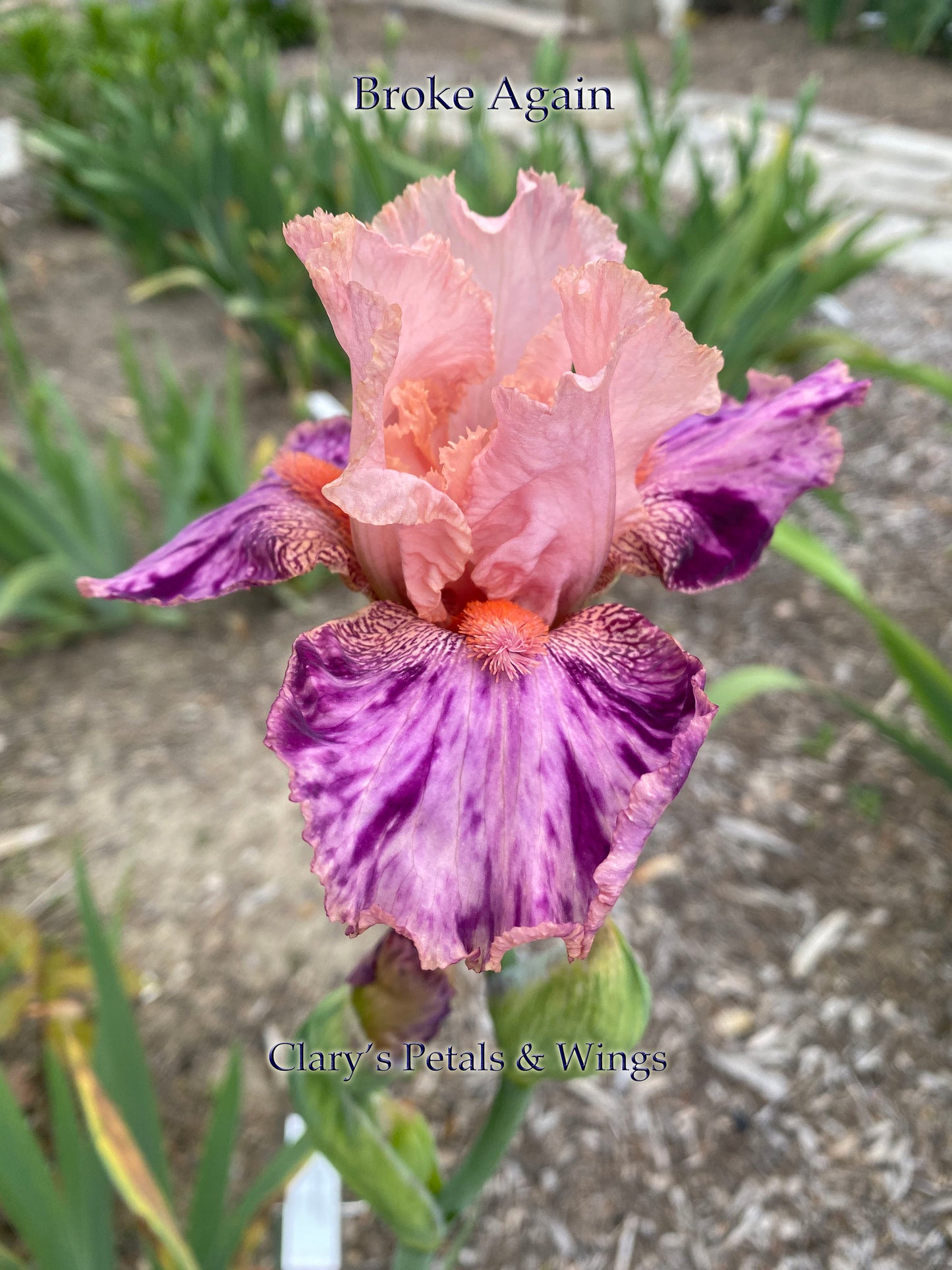 BROKE AGAIN - 2010 - TB - Reblooming