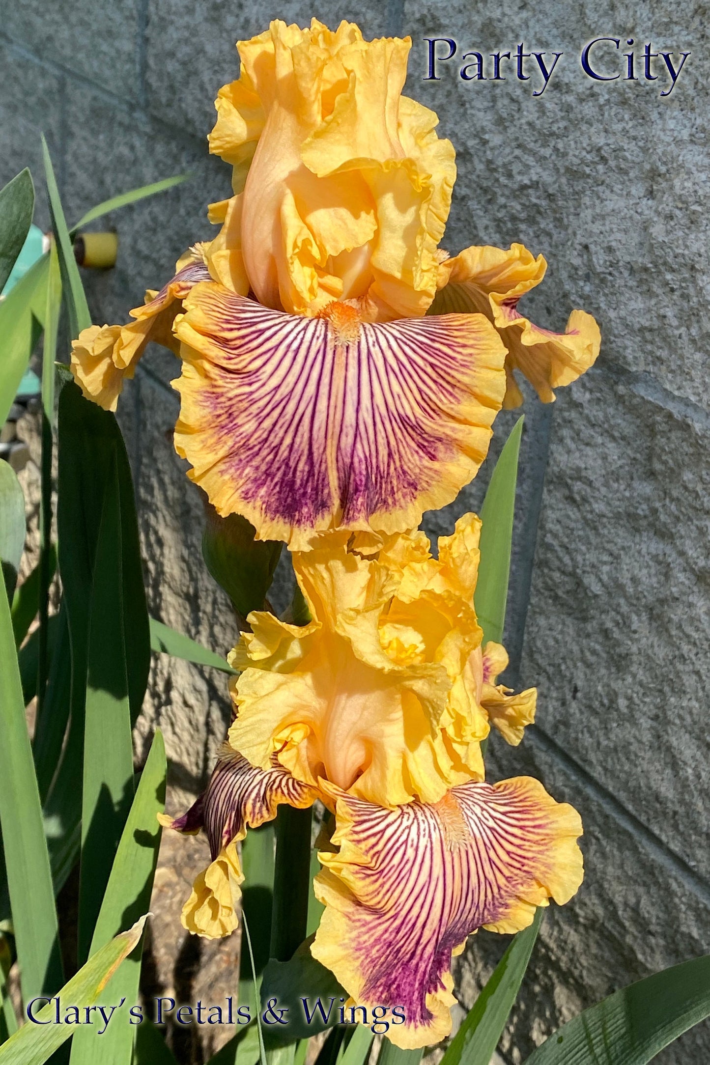 PARTY CITY 2020-TB-Fragrant