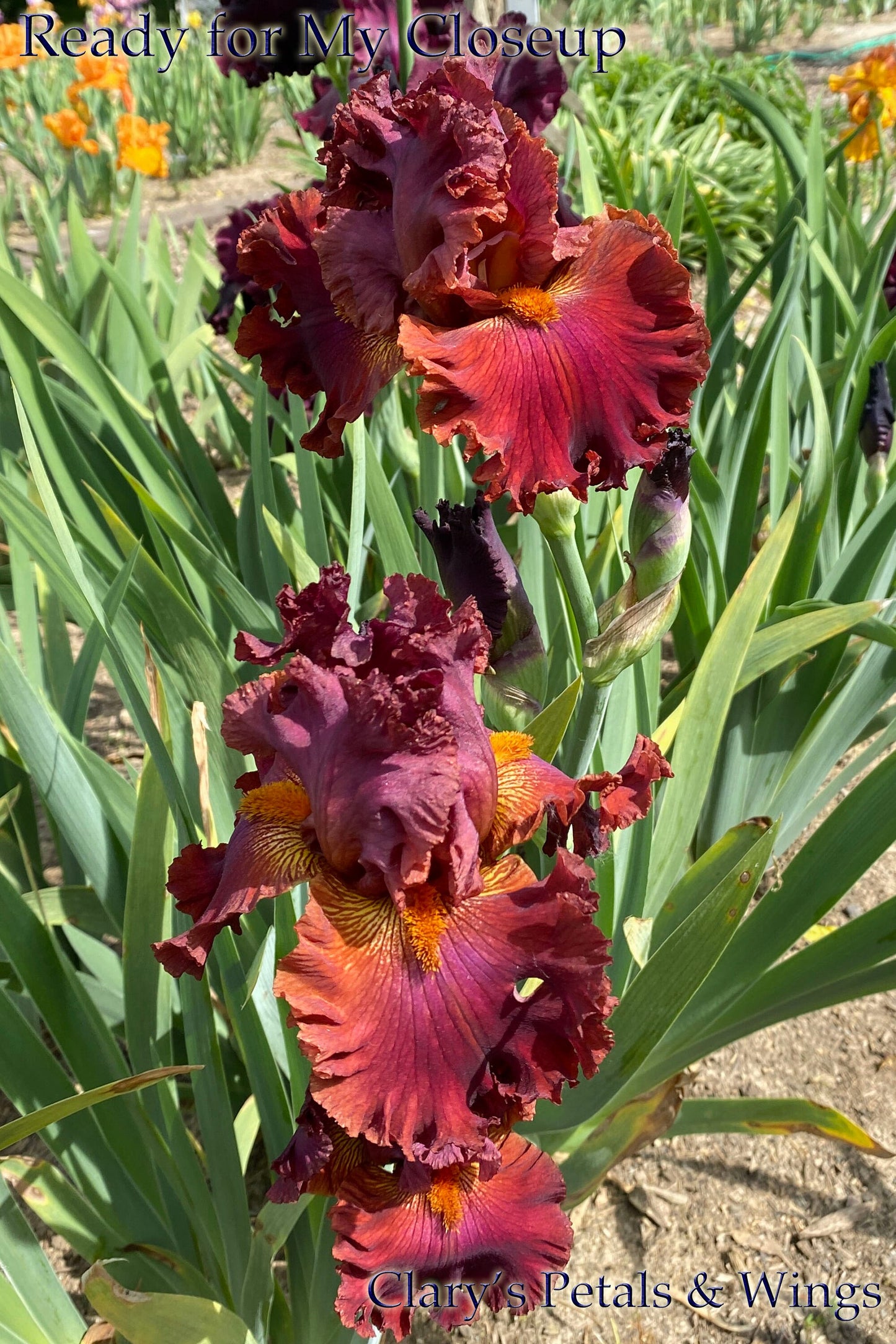 READY FOR MY CLOSEUP 2014 TB- Fragrance