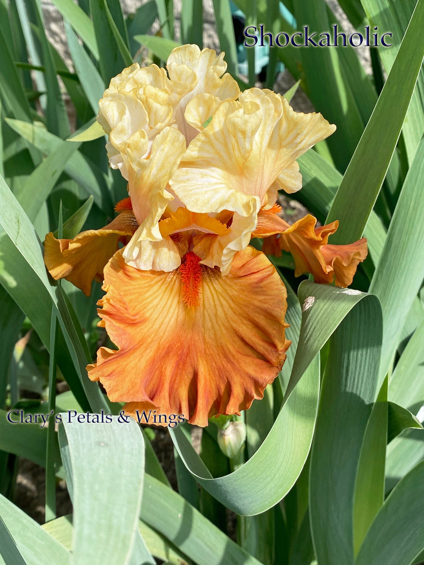 SHOCKAHOLIC - 2020 - TB - Fragrant