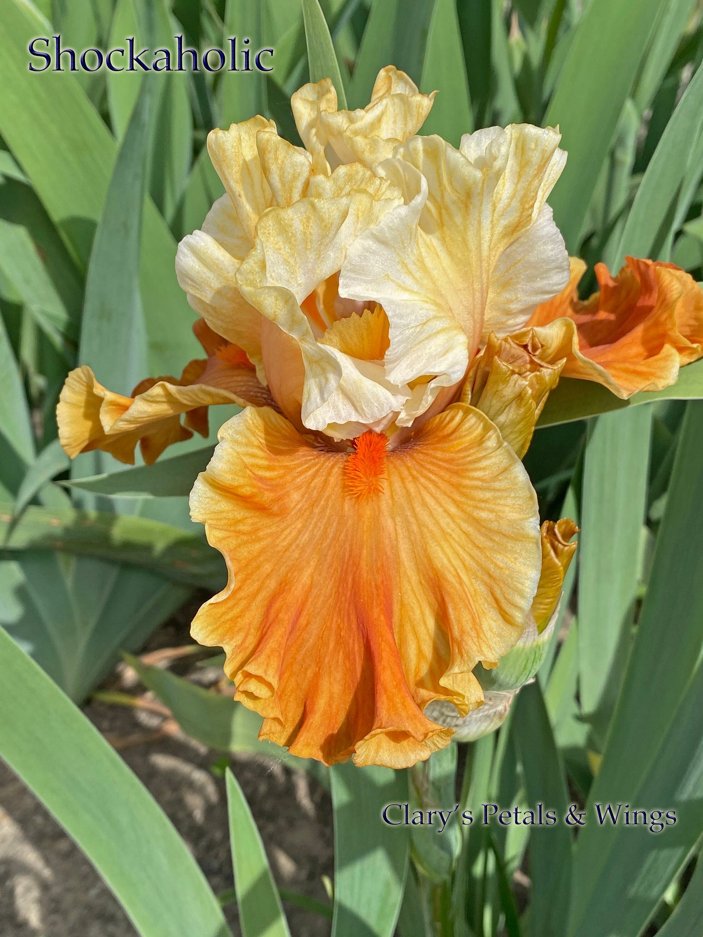 SHOCKAHOLIC - 2020 - TB - Fragrant