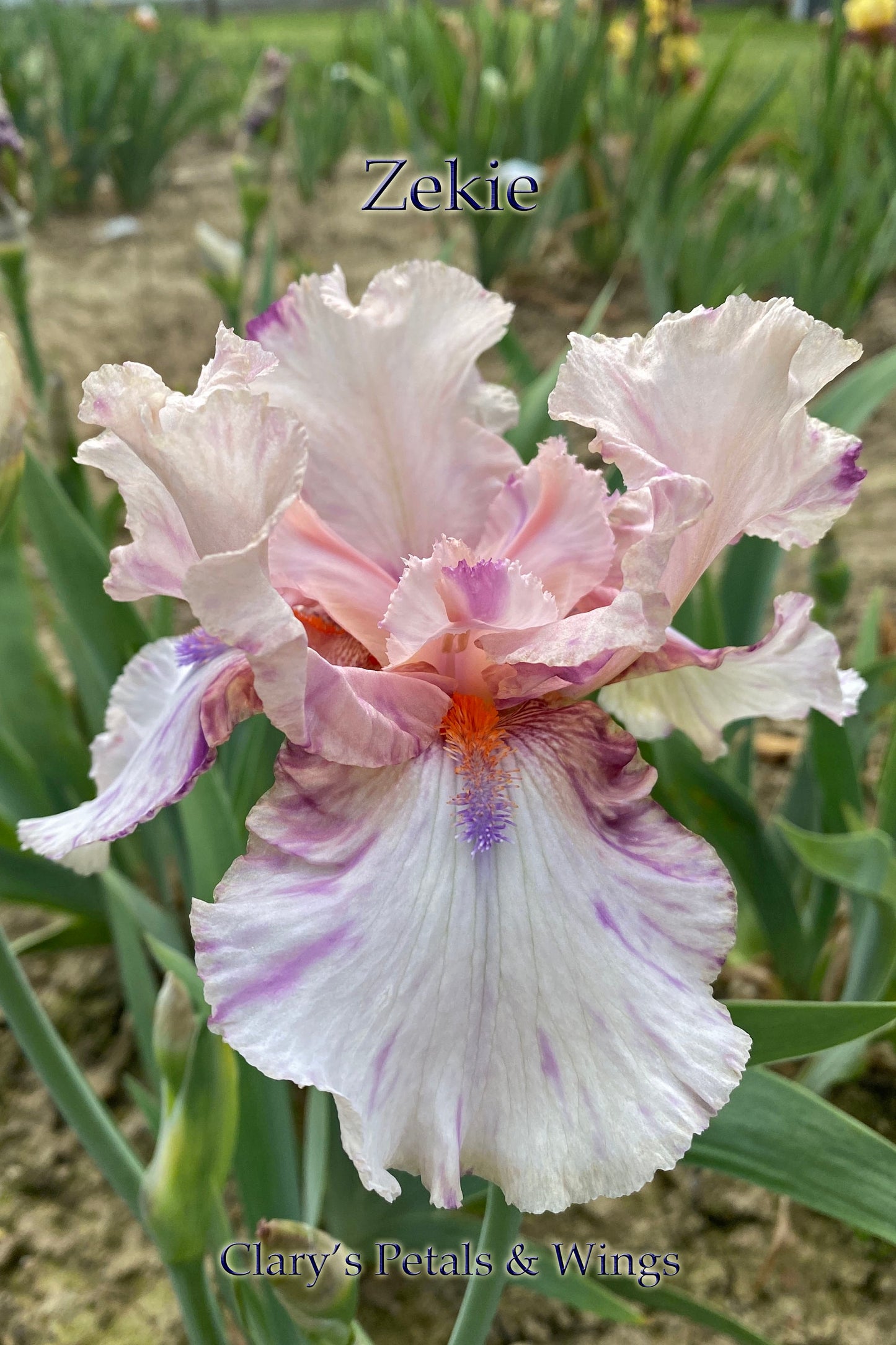 ZEKIE - 2007 - TB - Fragrant